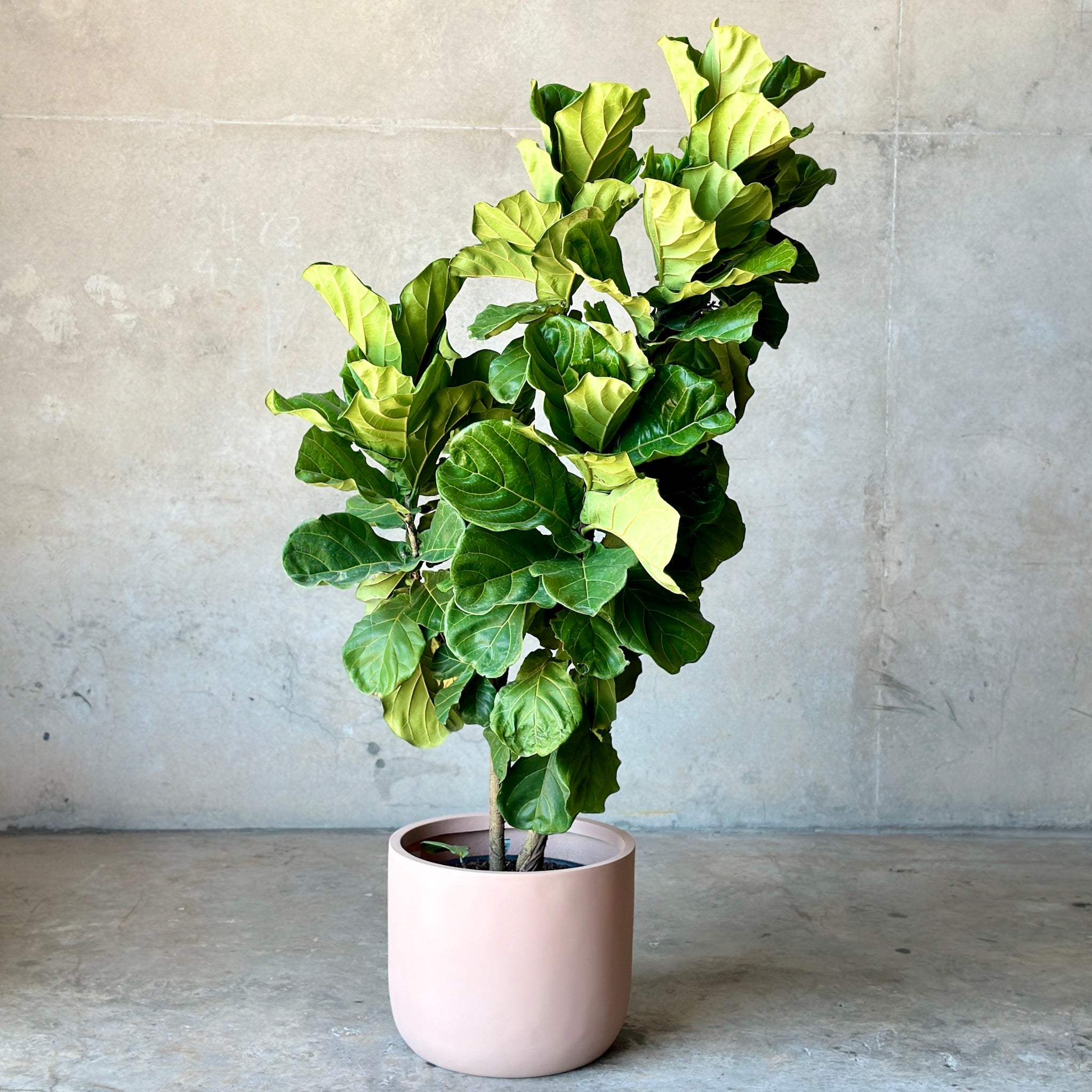 Fiddle Leaf Fig Pot Plant