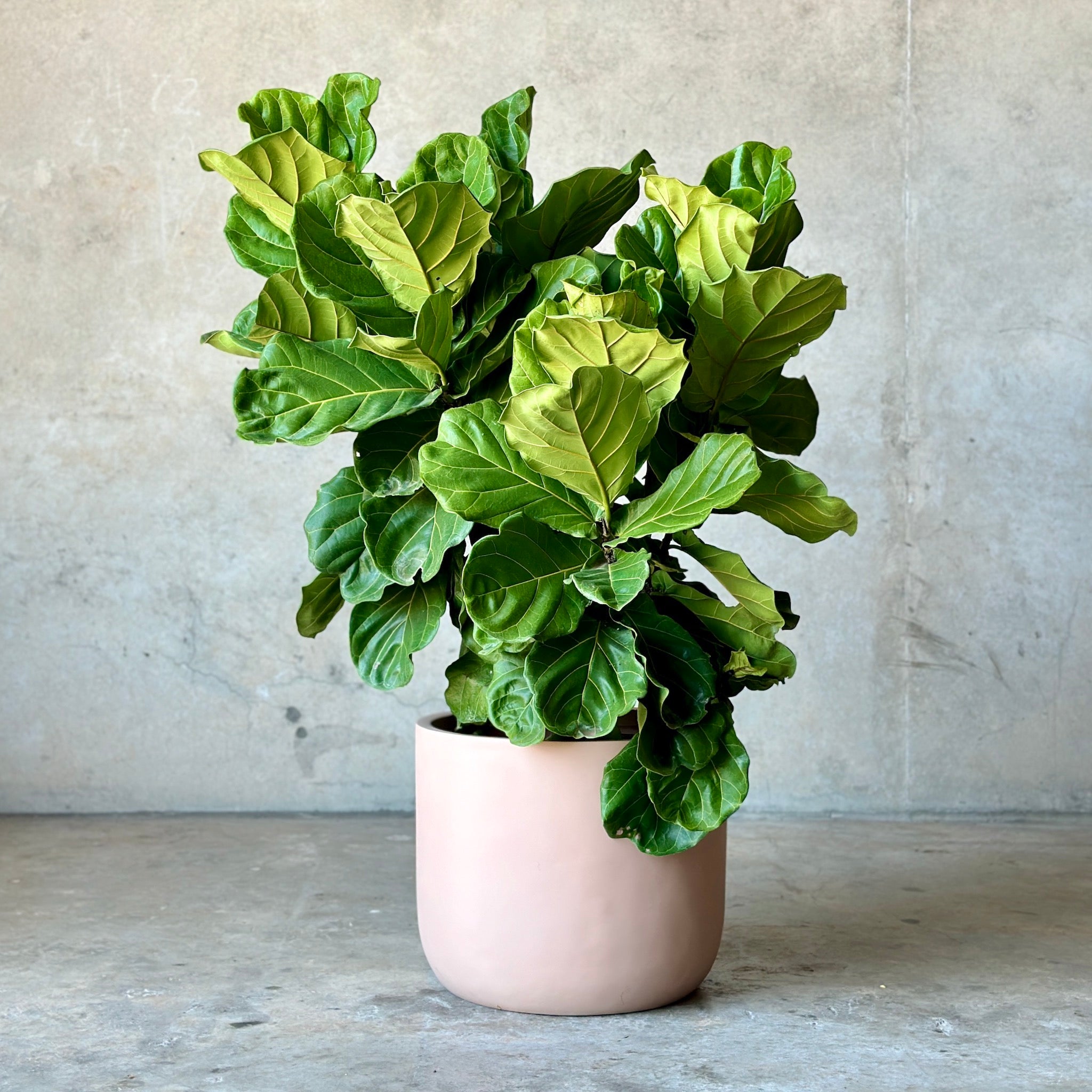 Fiddle Leaf Fig Pot Plant