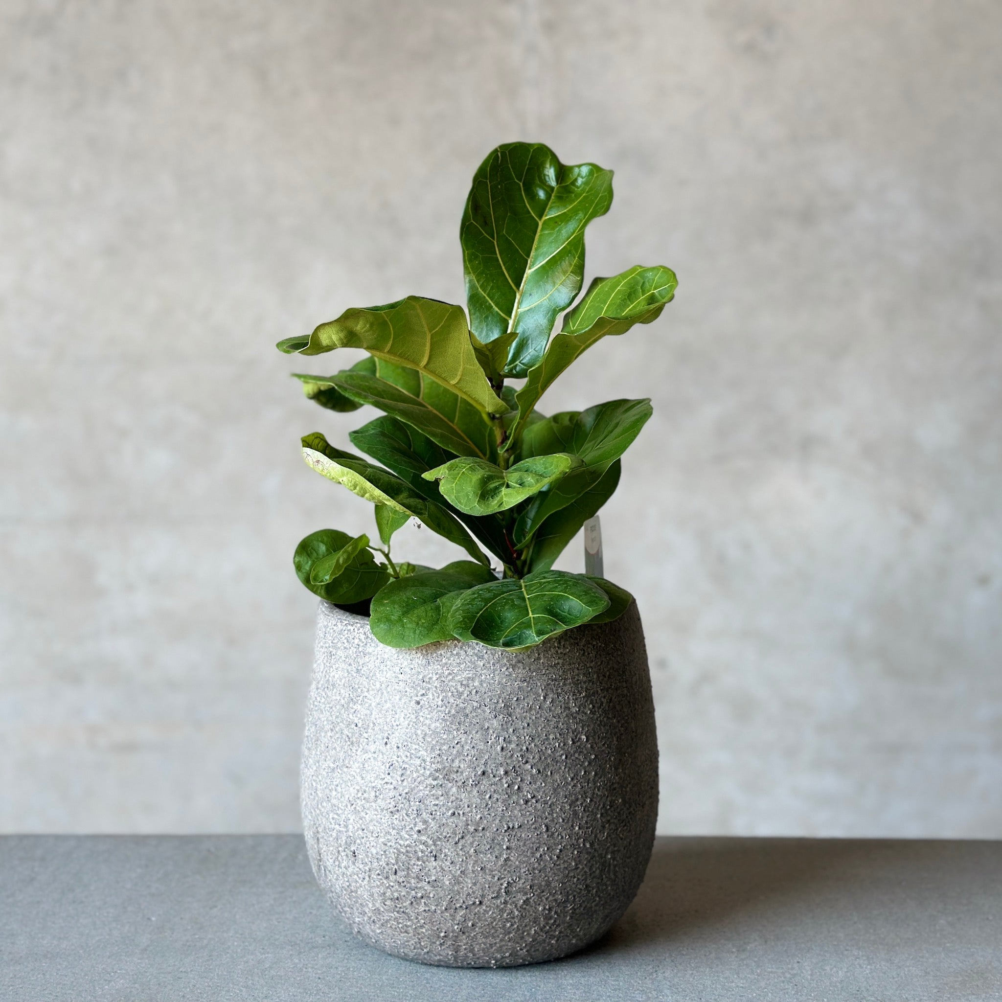 Ficus Pot Plant