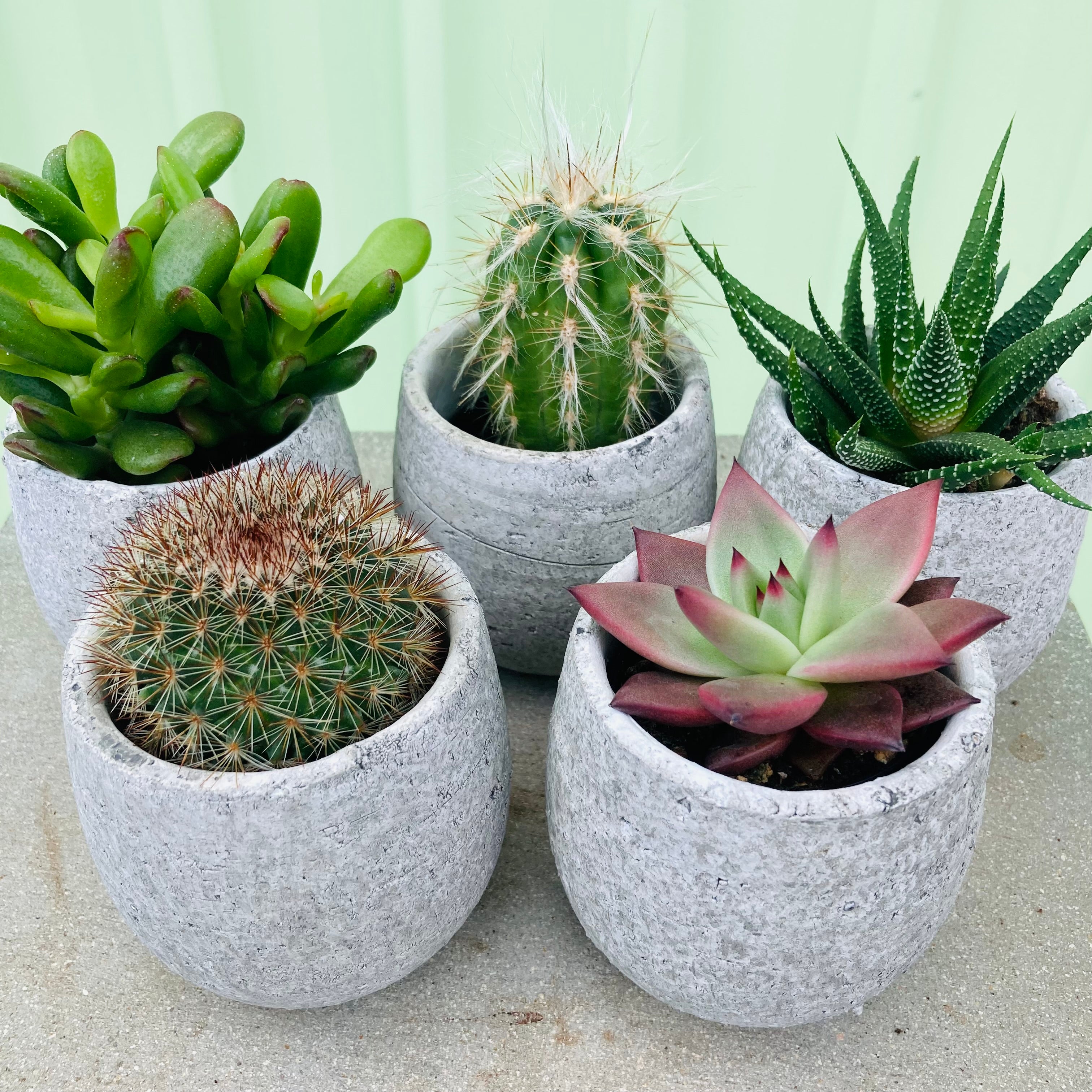 Succulent in Cement Pot