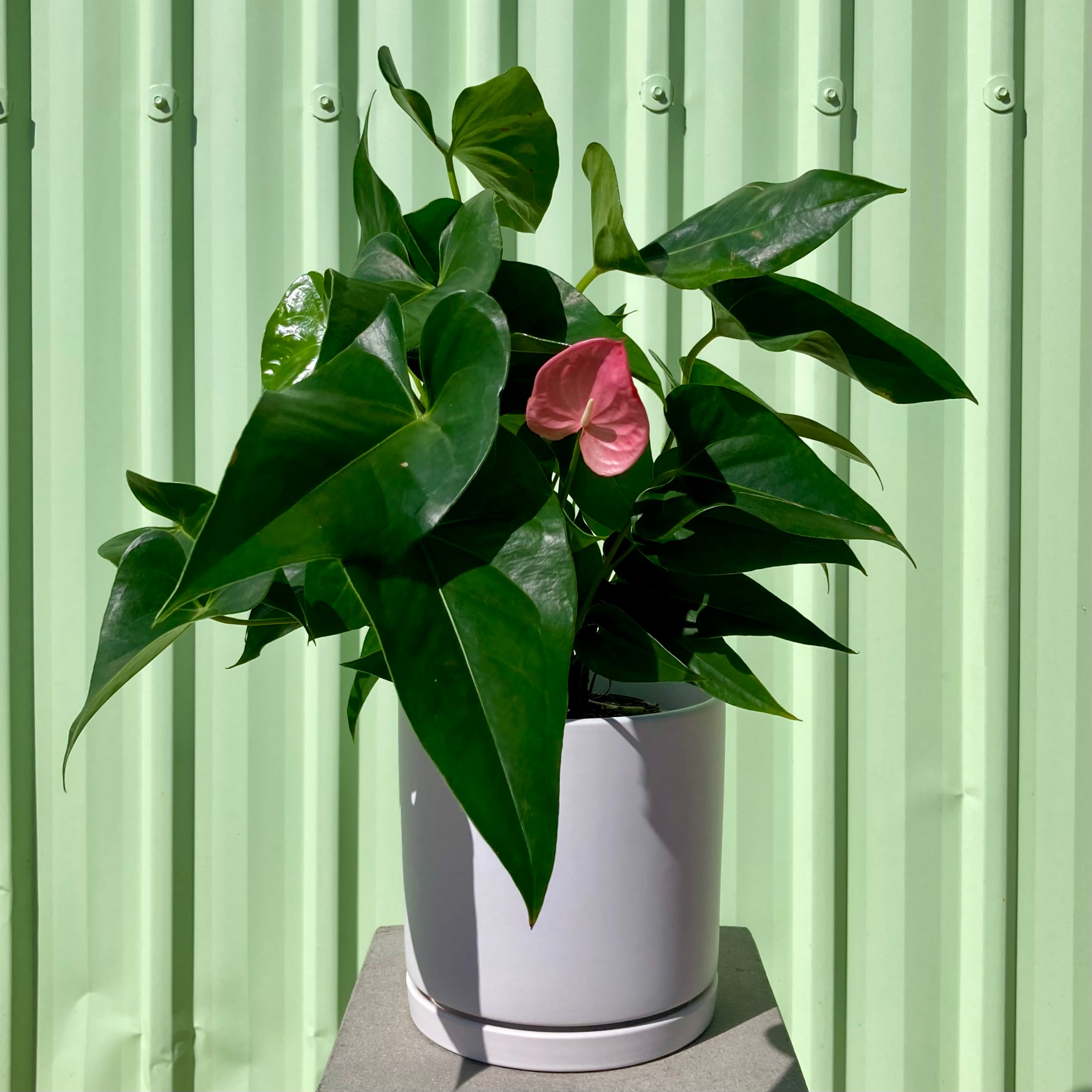 Anthurium Pot Plant