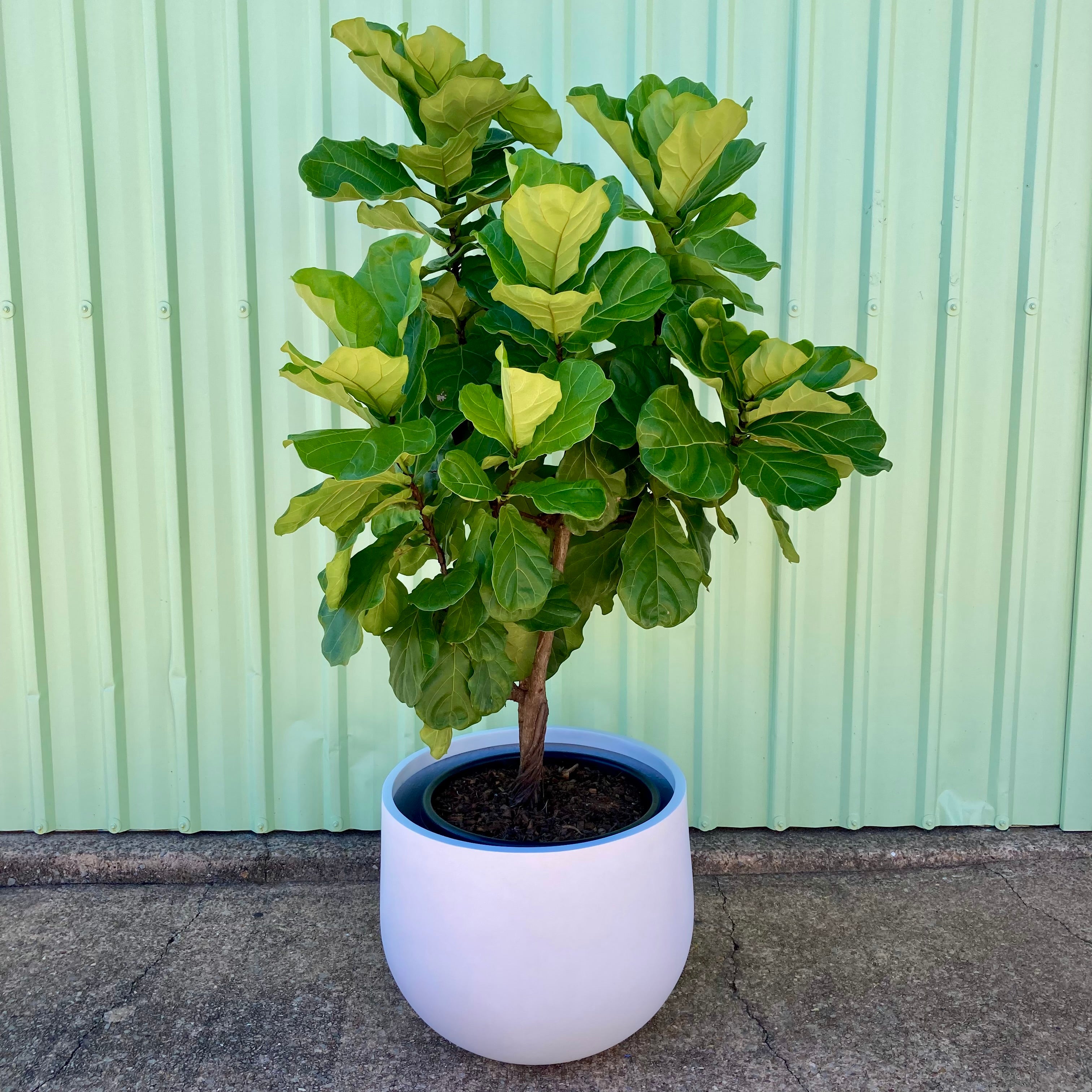 Fiddle Leaf Fig - Large