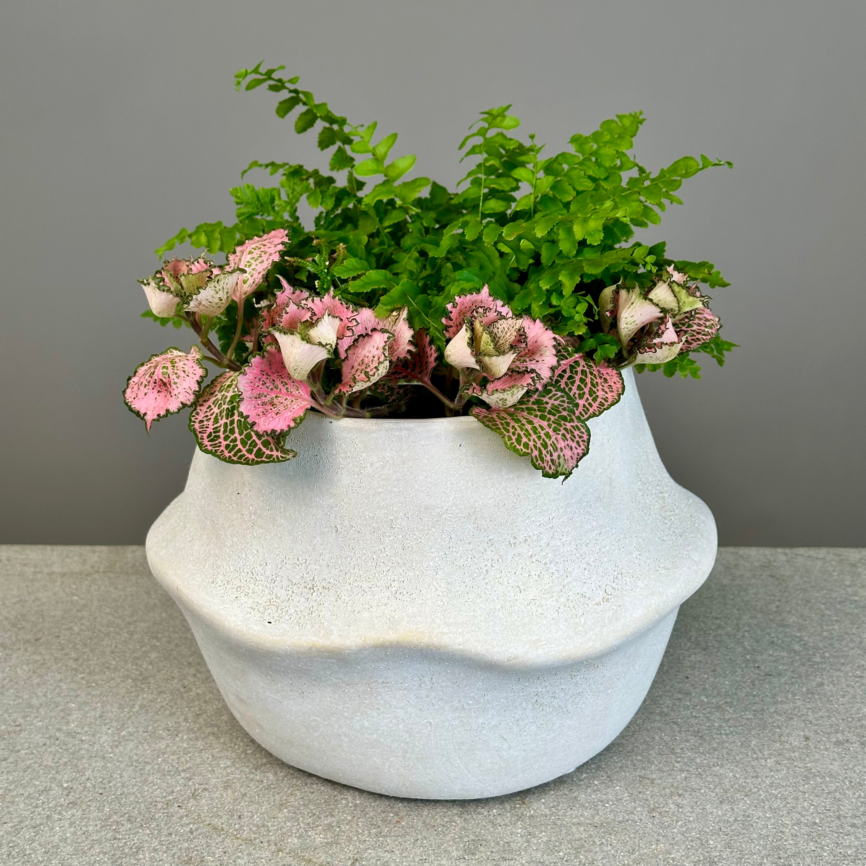 Fern & Fittonia Garden