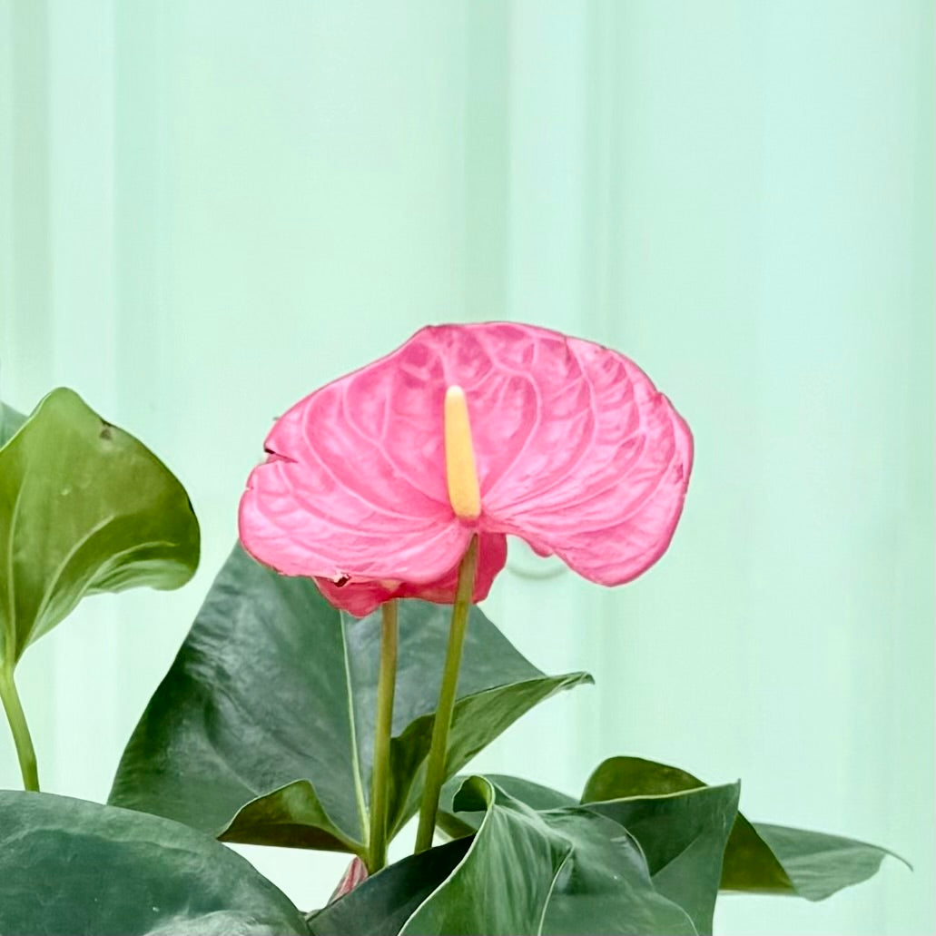 Anthurium in Pink Planter
