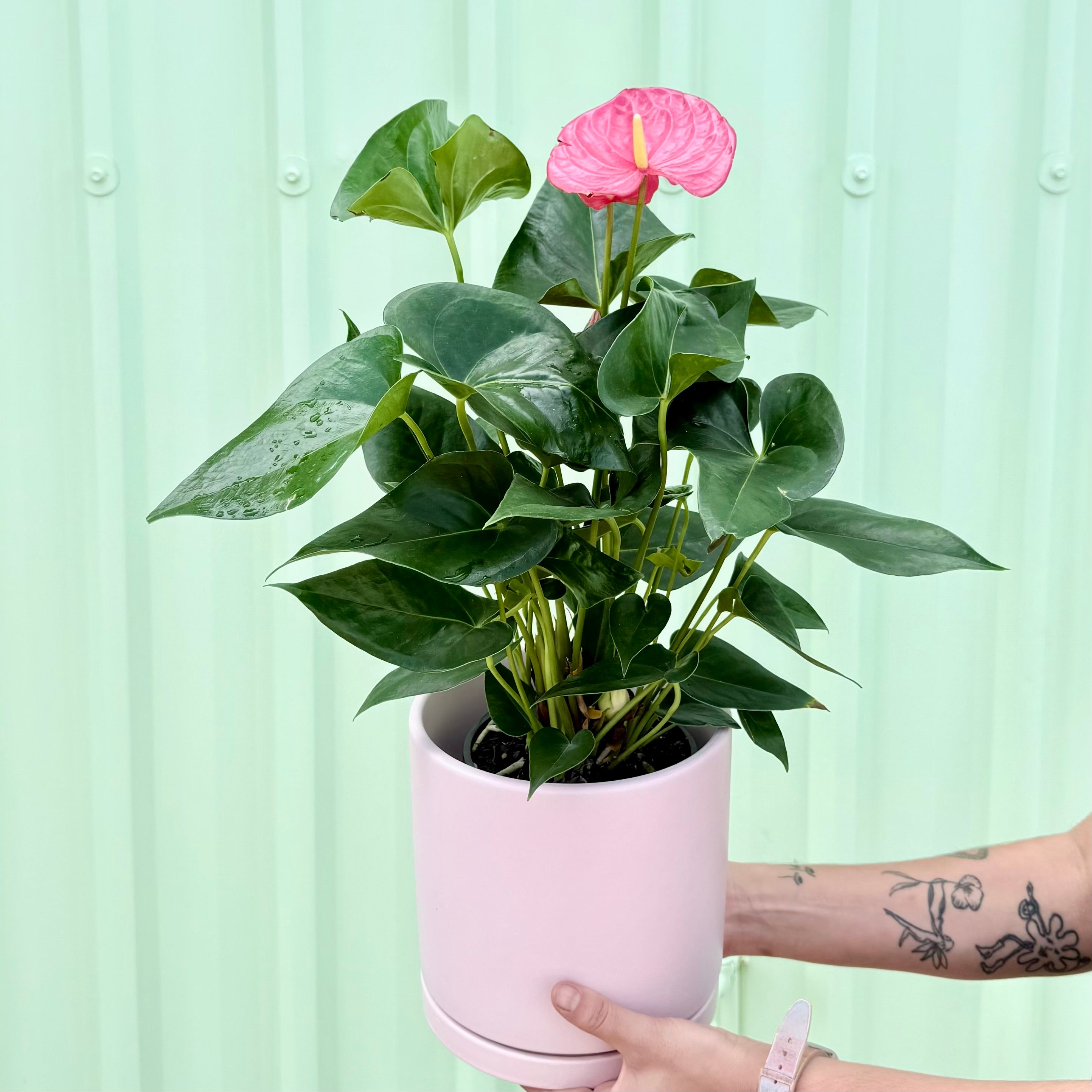Anthurium in Pink Planter