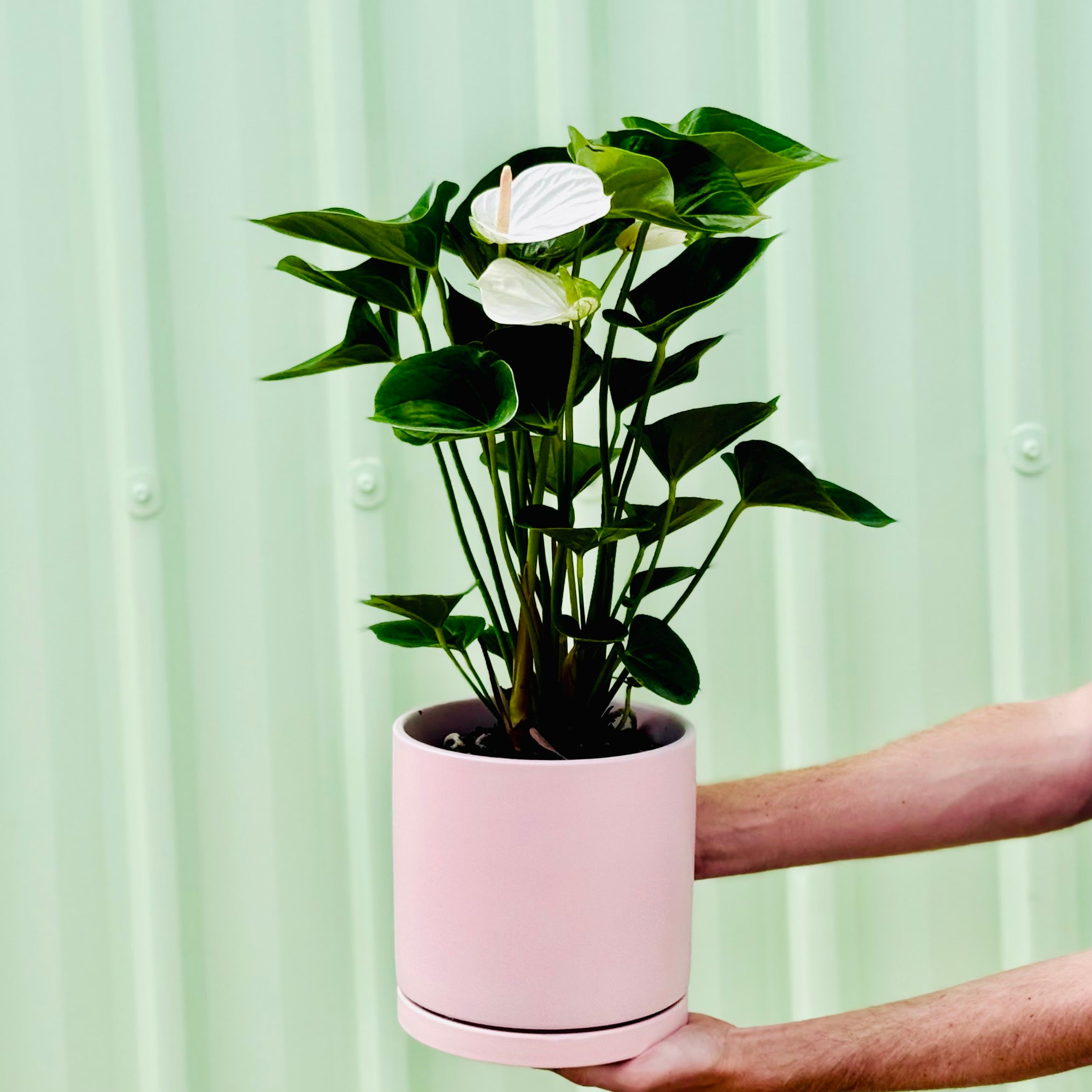 Anthurium in Pink Planter