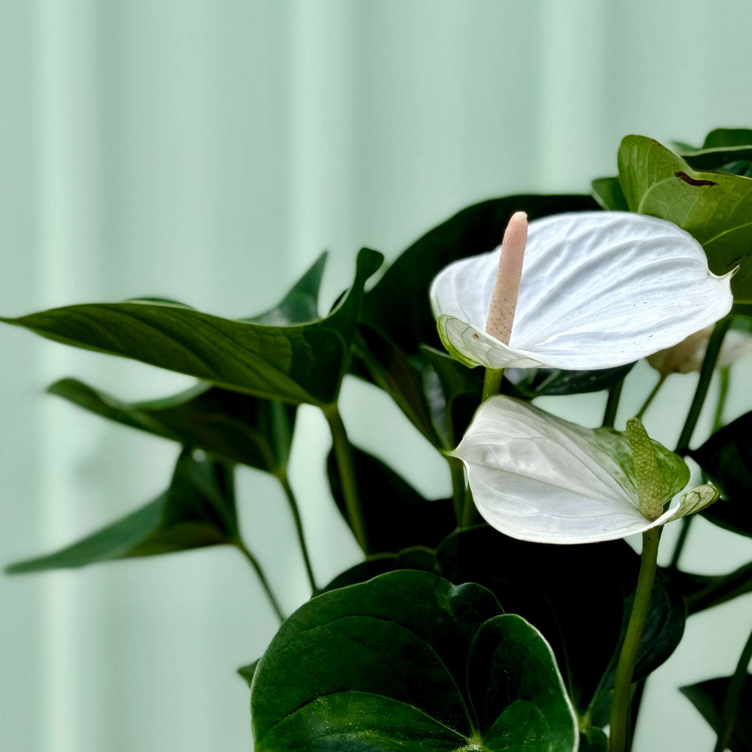 Anthurium in Pink Planter