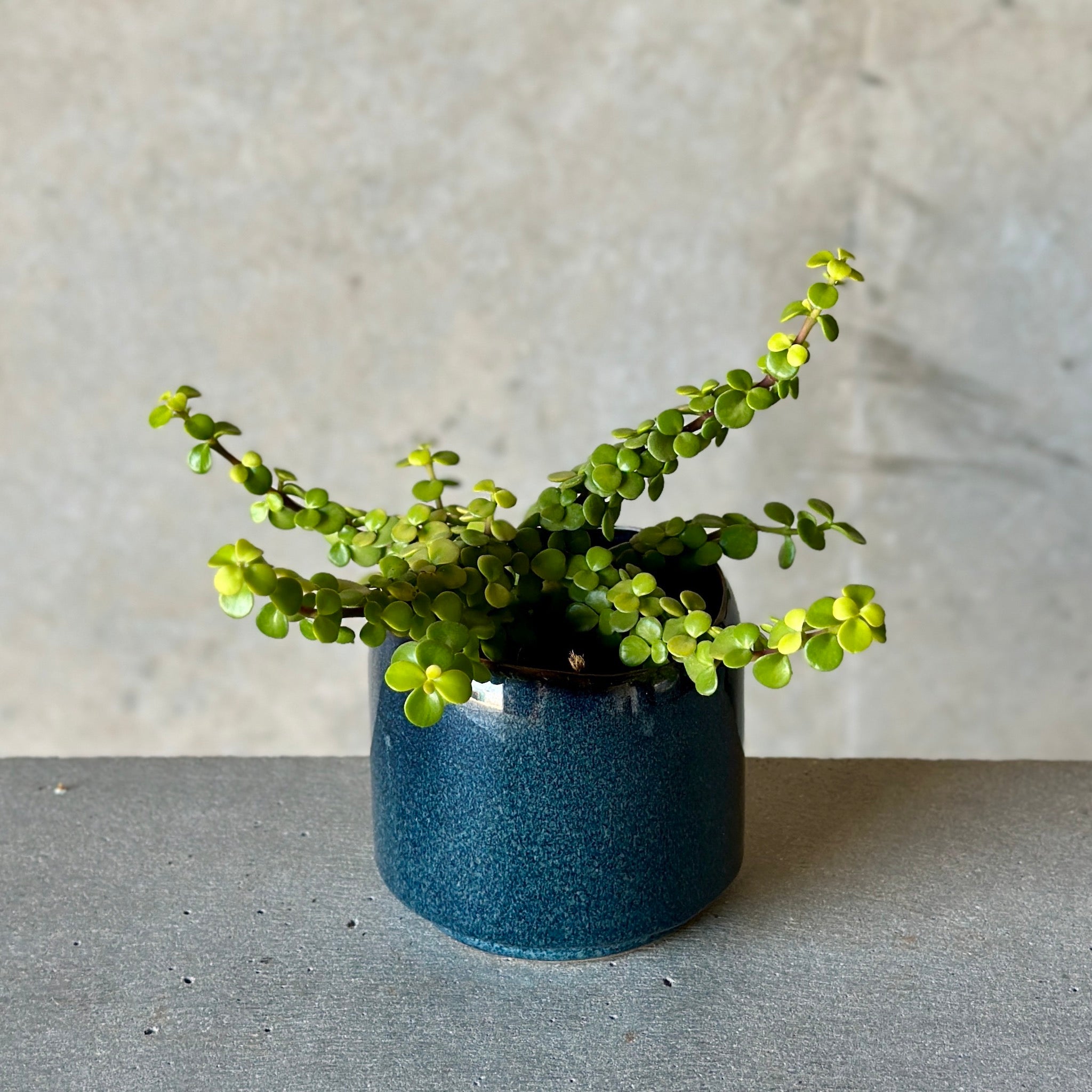 Navy Pot Plant + Candle