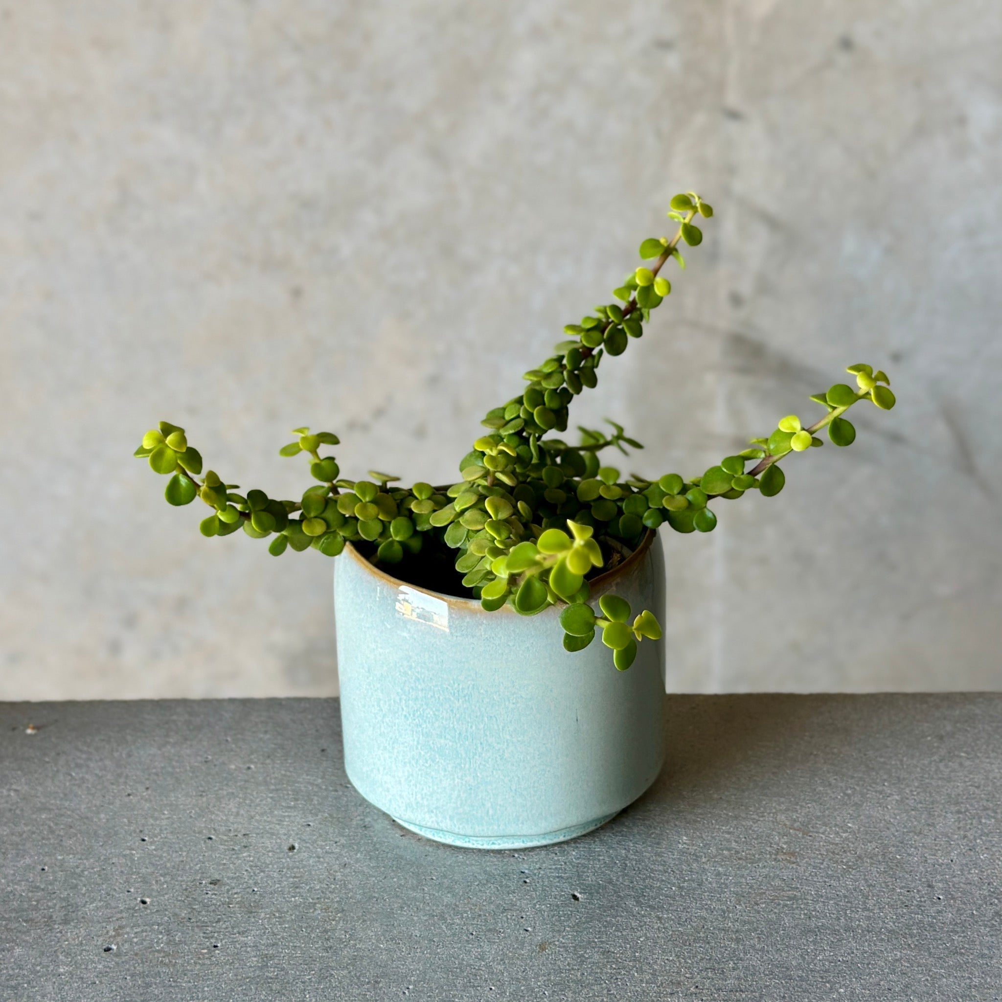 Sky Pot Plant + Chocs