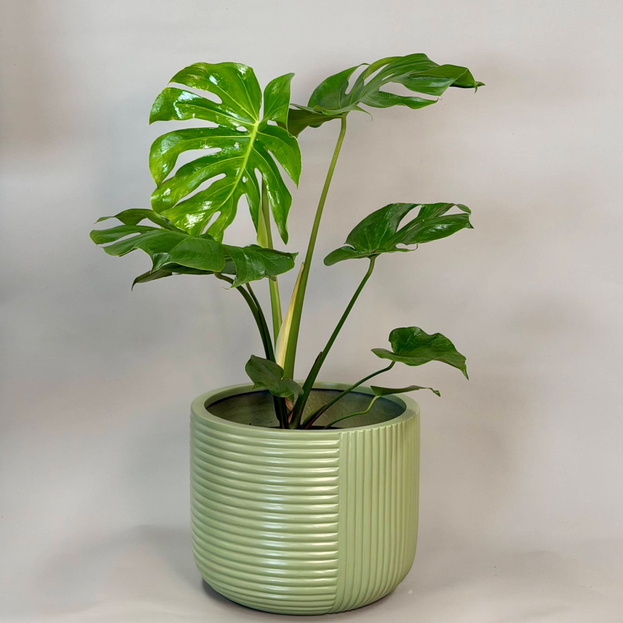 Monstera & Gothenburg Pot