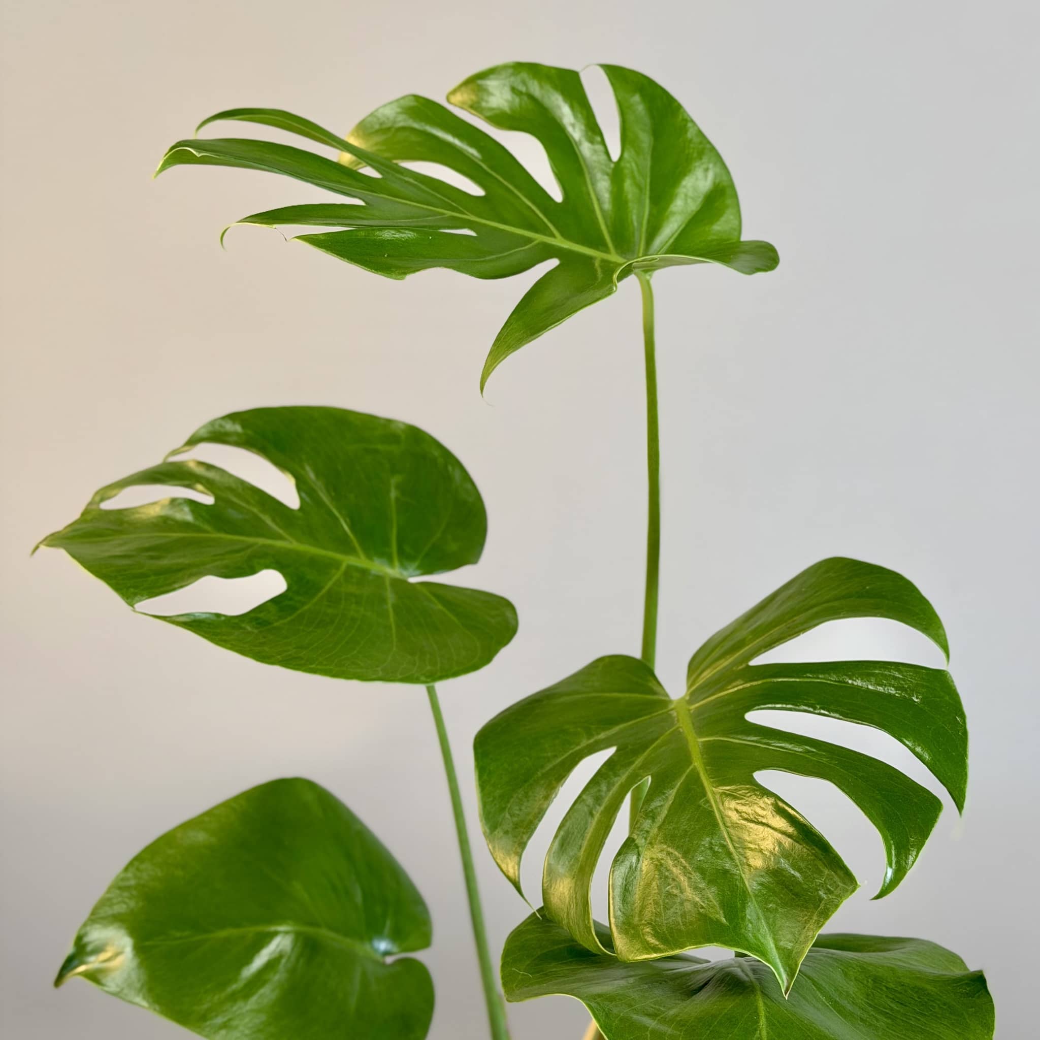 Monstera in White Planter