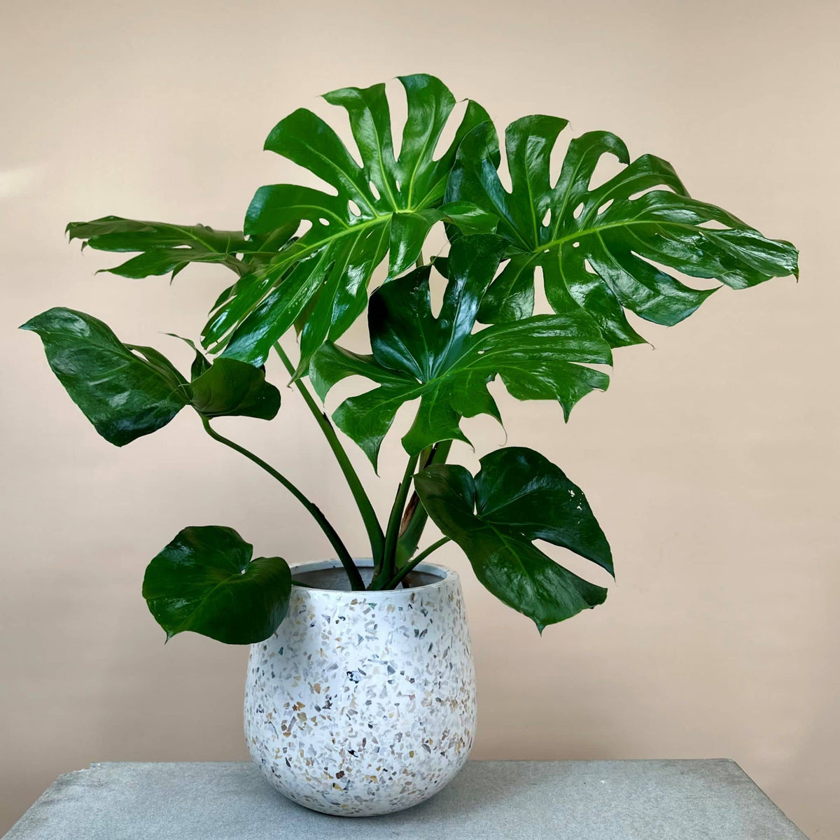 Monstera in Monza planter