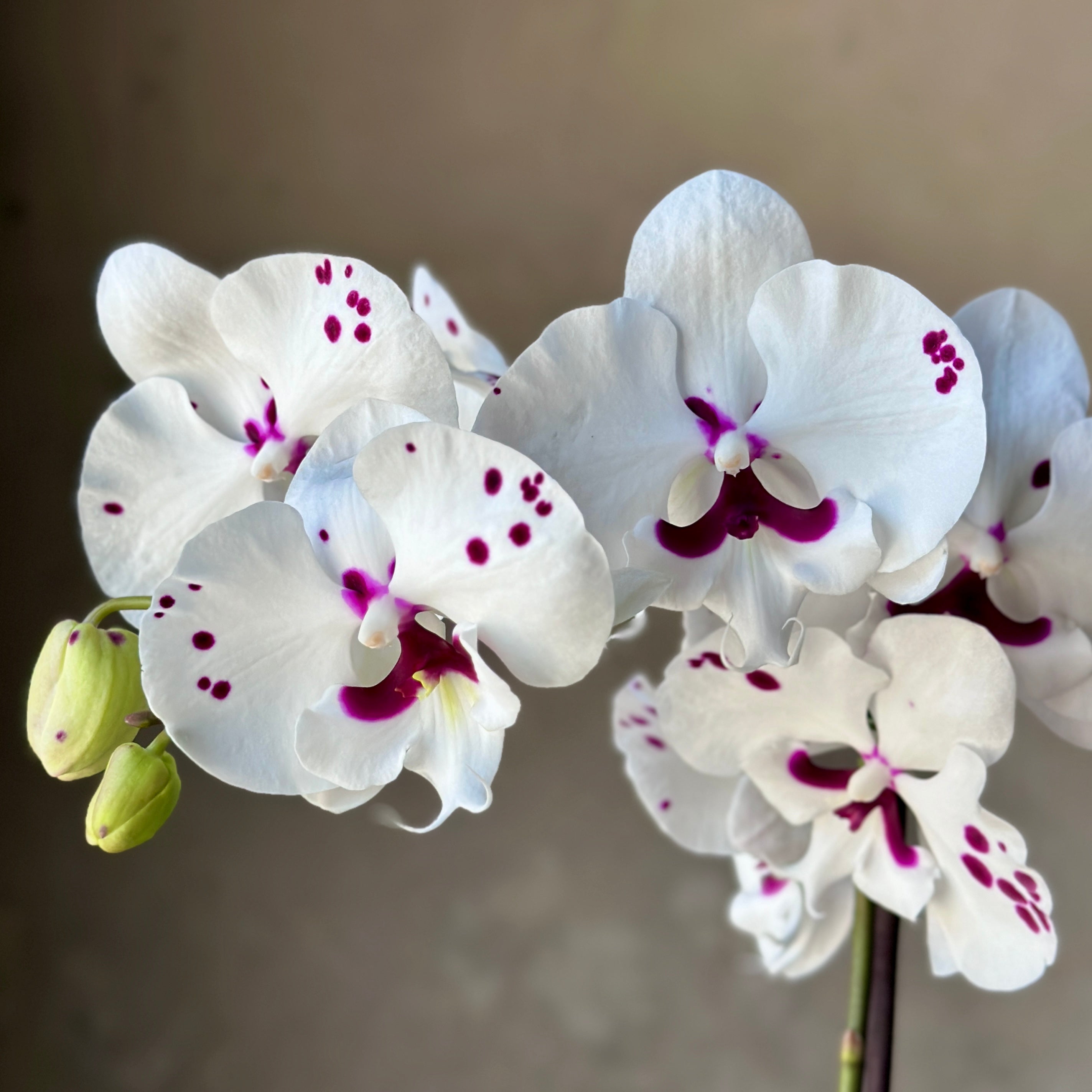 Orchid in cream planter