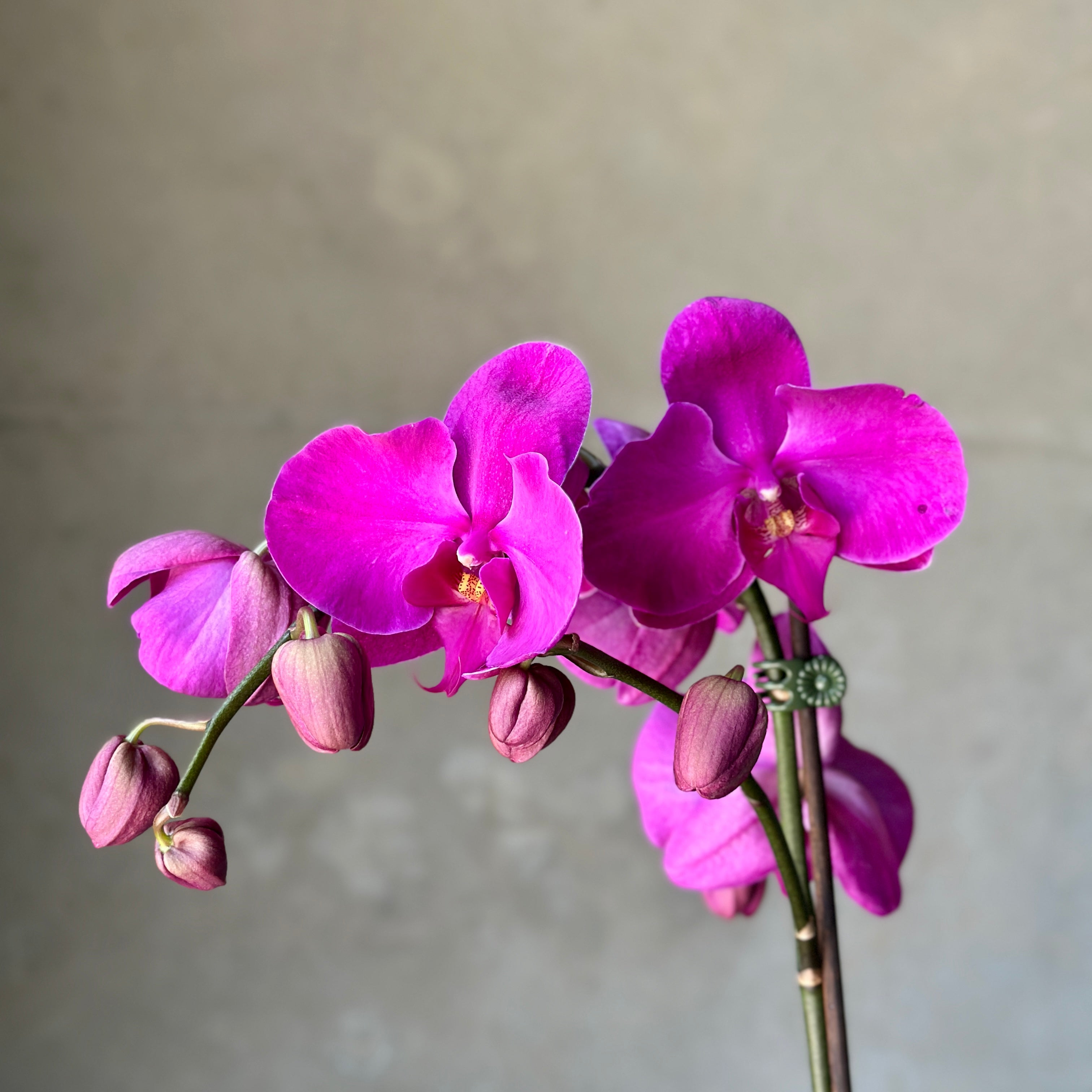 cerise orchid plant - beija flor