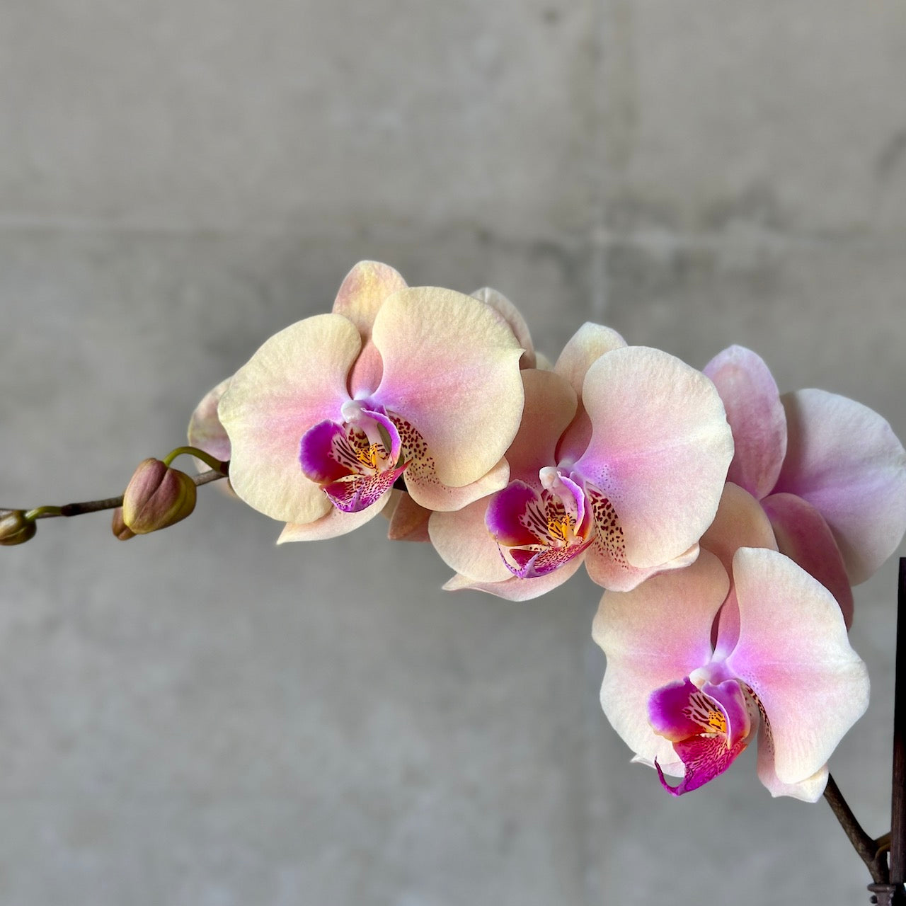 peach orchid plant - beija flor