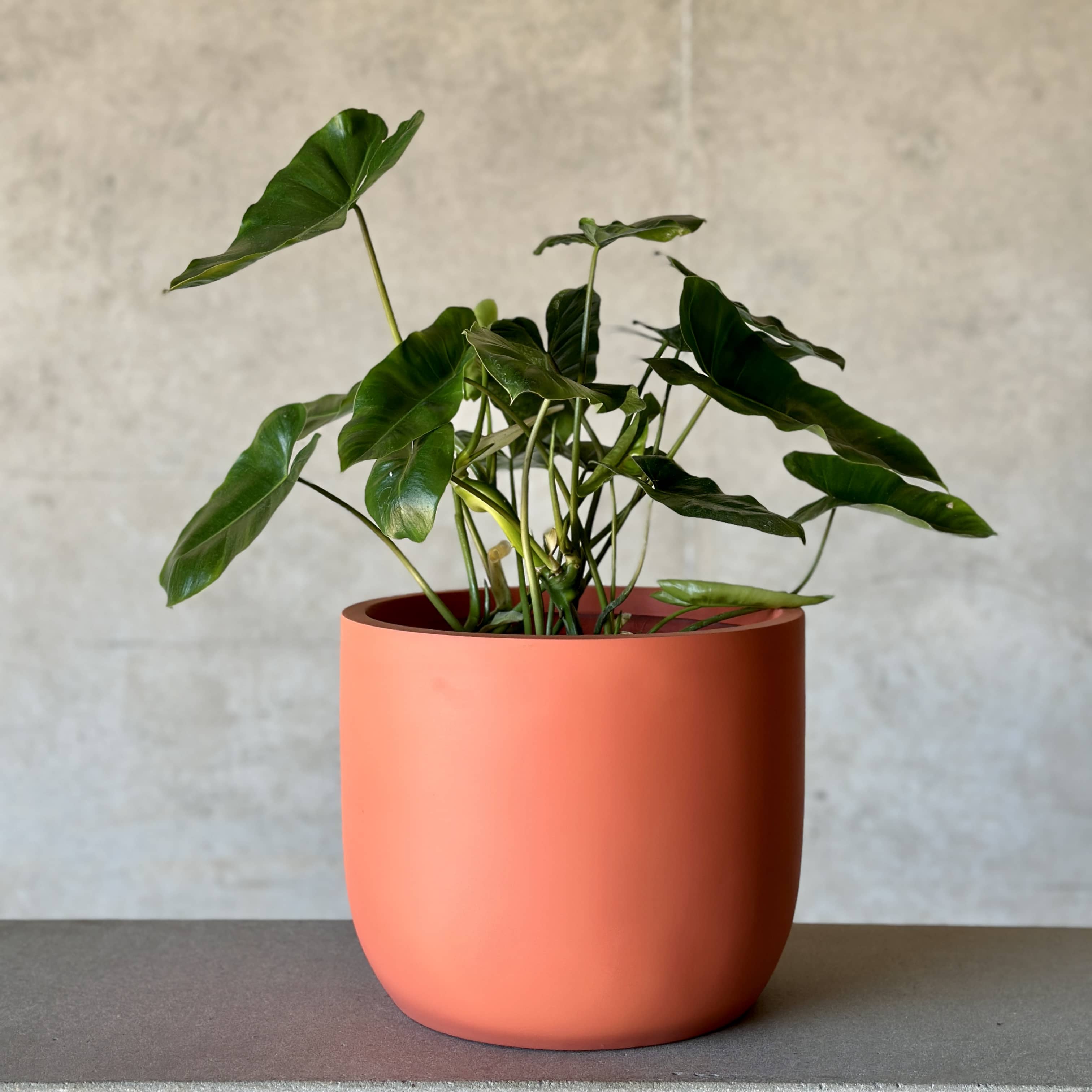 A green Philodendron plant in a coral fibreglass pot, placed against a neutral background.