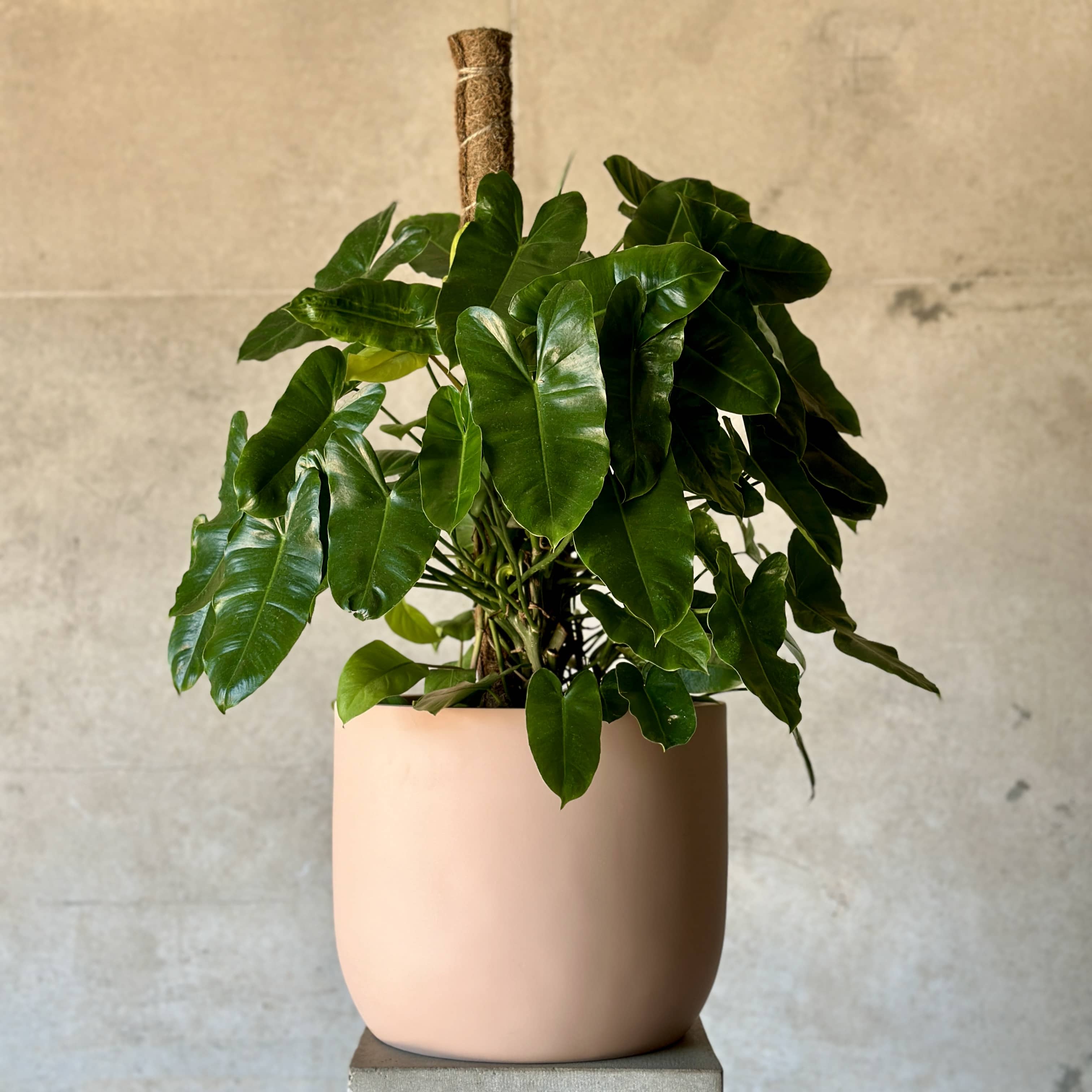 A large climbing Philodendron plant in a blush fibreglass pot, set against a neutral background.