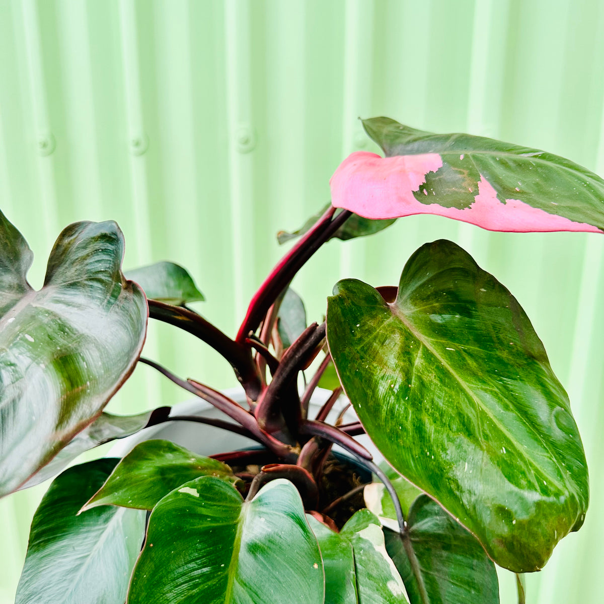 Pink Princess Plant