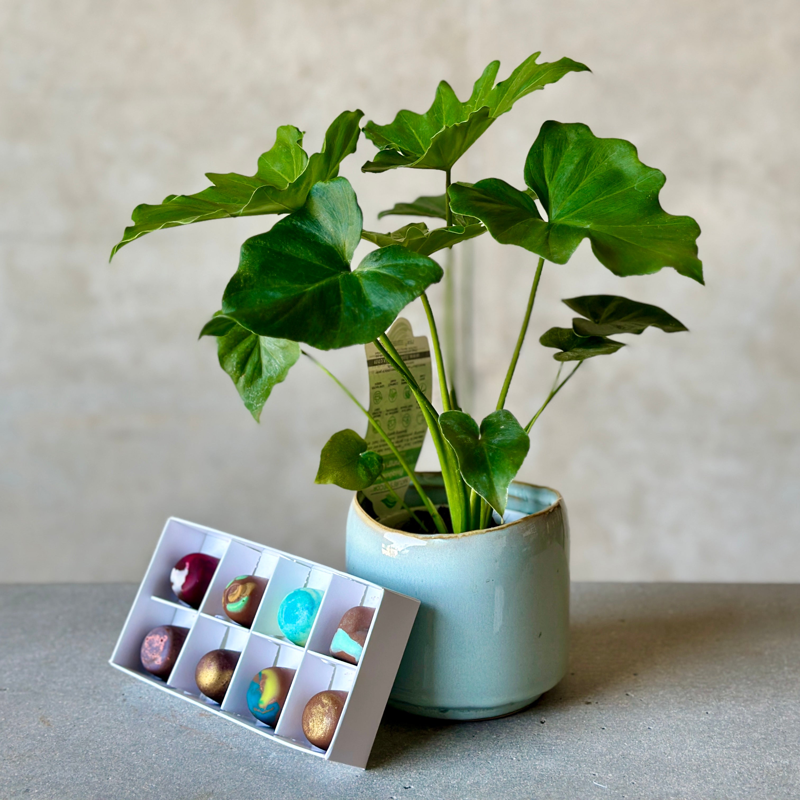 philodendron shangri la pot plant with chocolates beija flor florist darwin