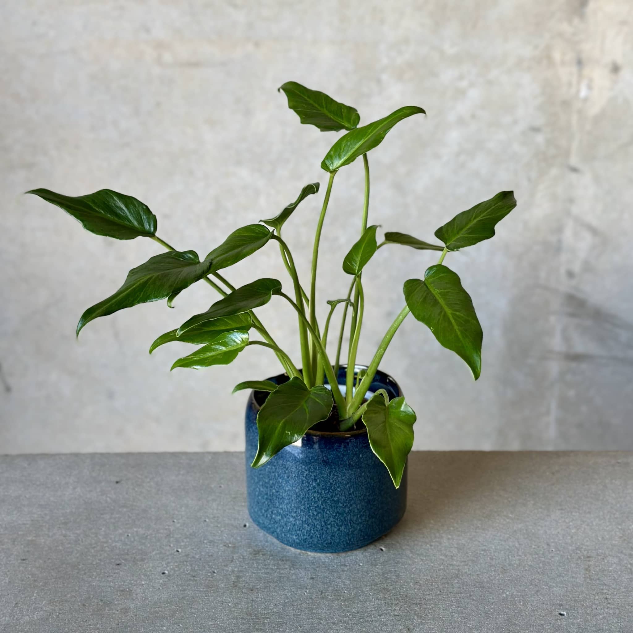 Navy Pot Plant + Care Duo