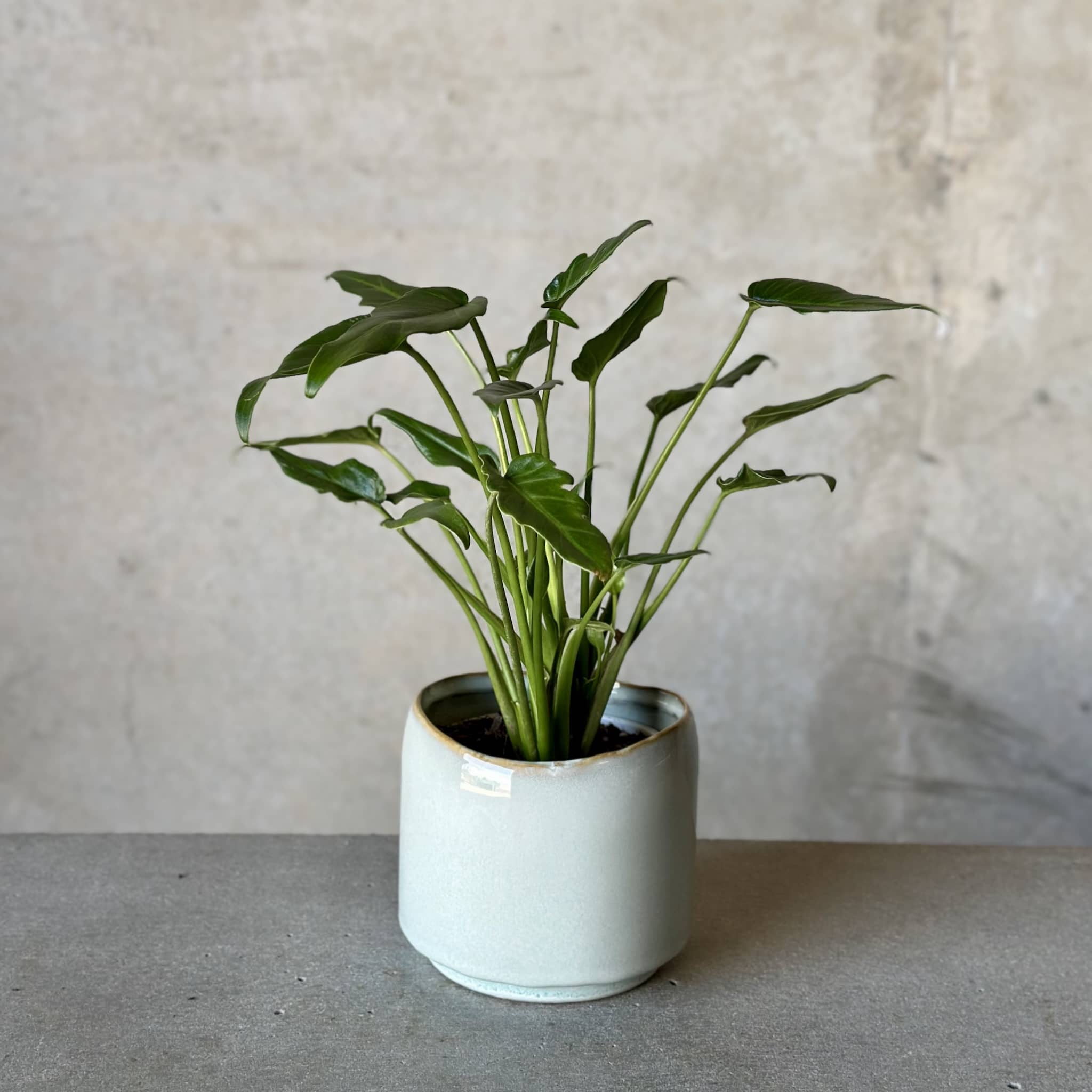 Sky Pot Plant + Chocs