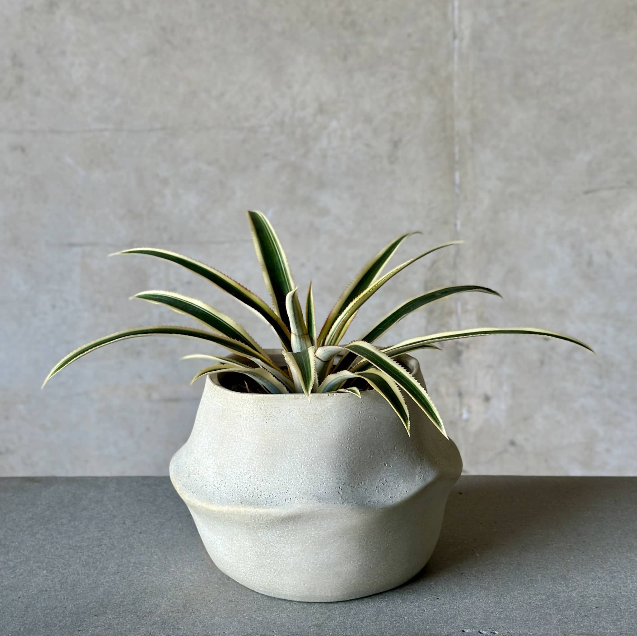 Pineapple Pot Plant