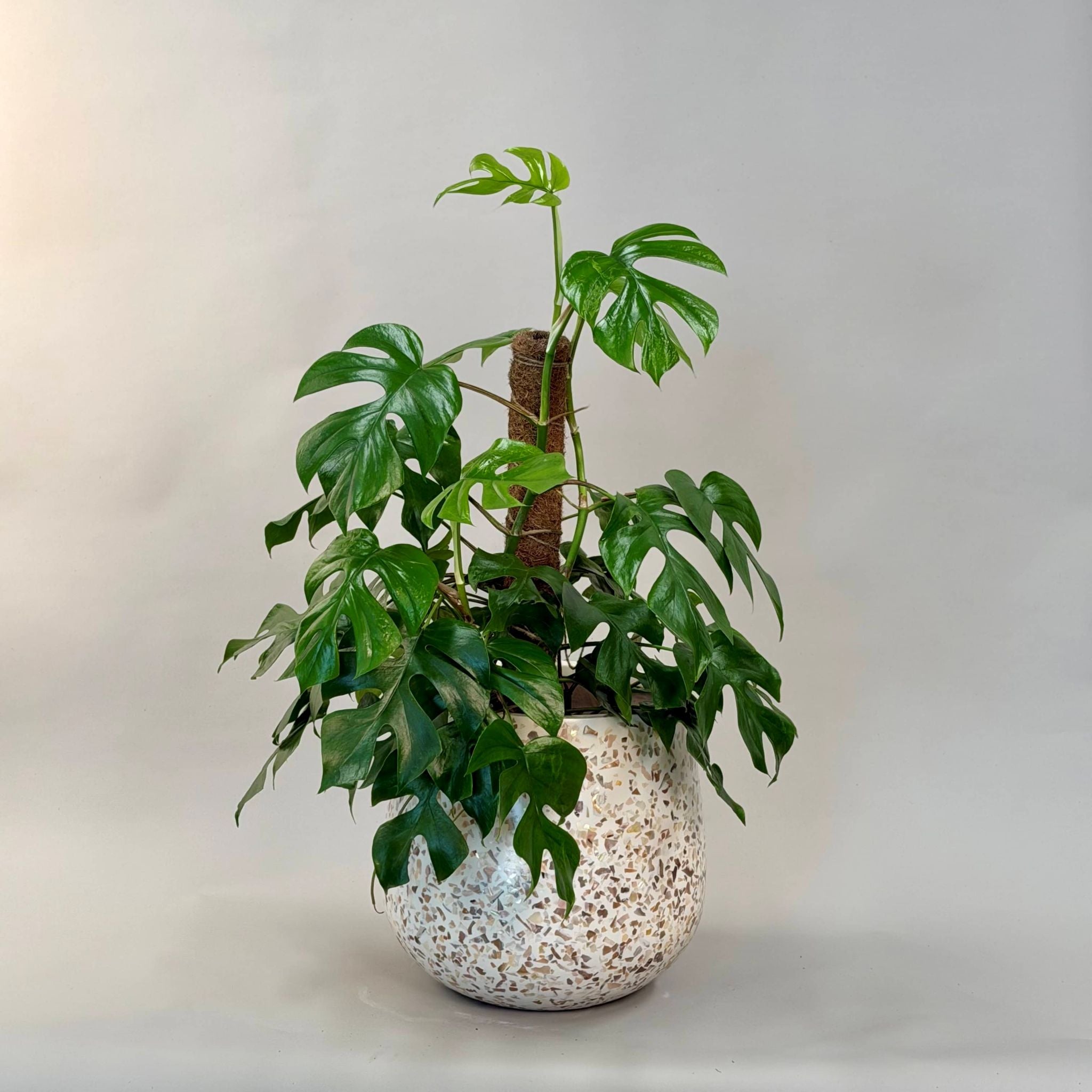 Rhaphidophora Climbing Plant