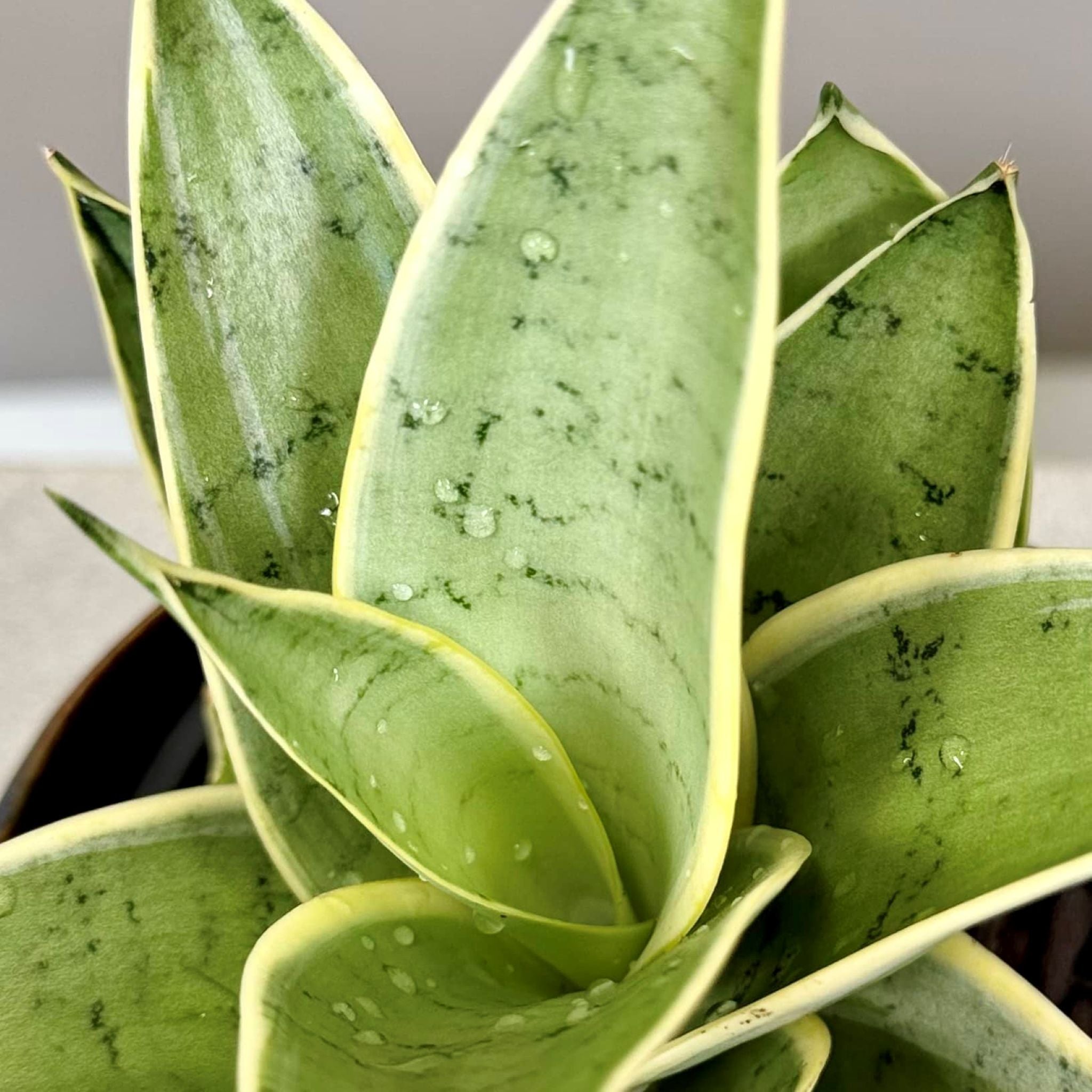 Succulent in Cement Pot