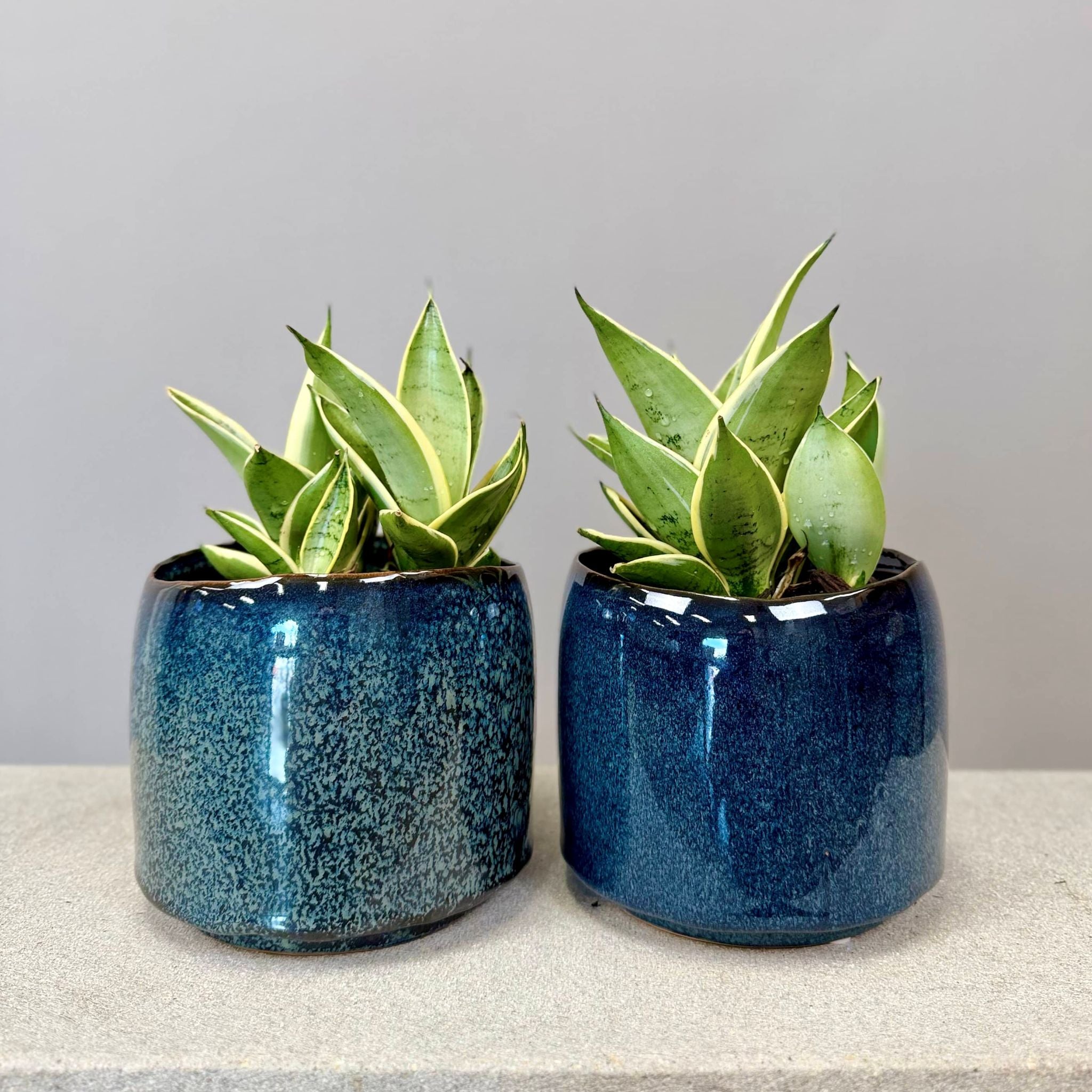 Sansevieria in Glazed Pot