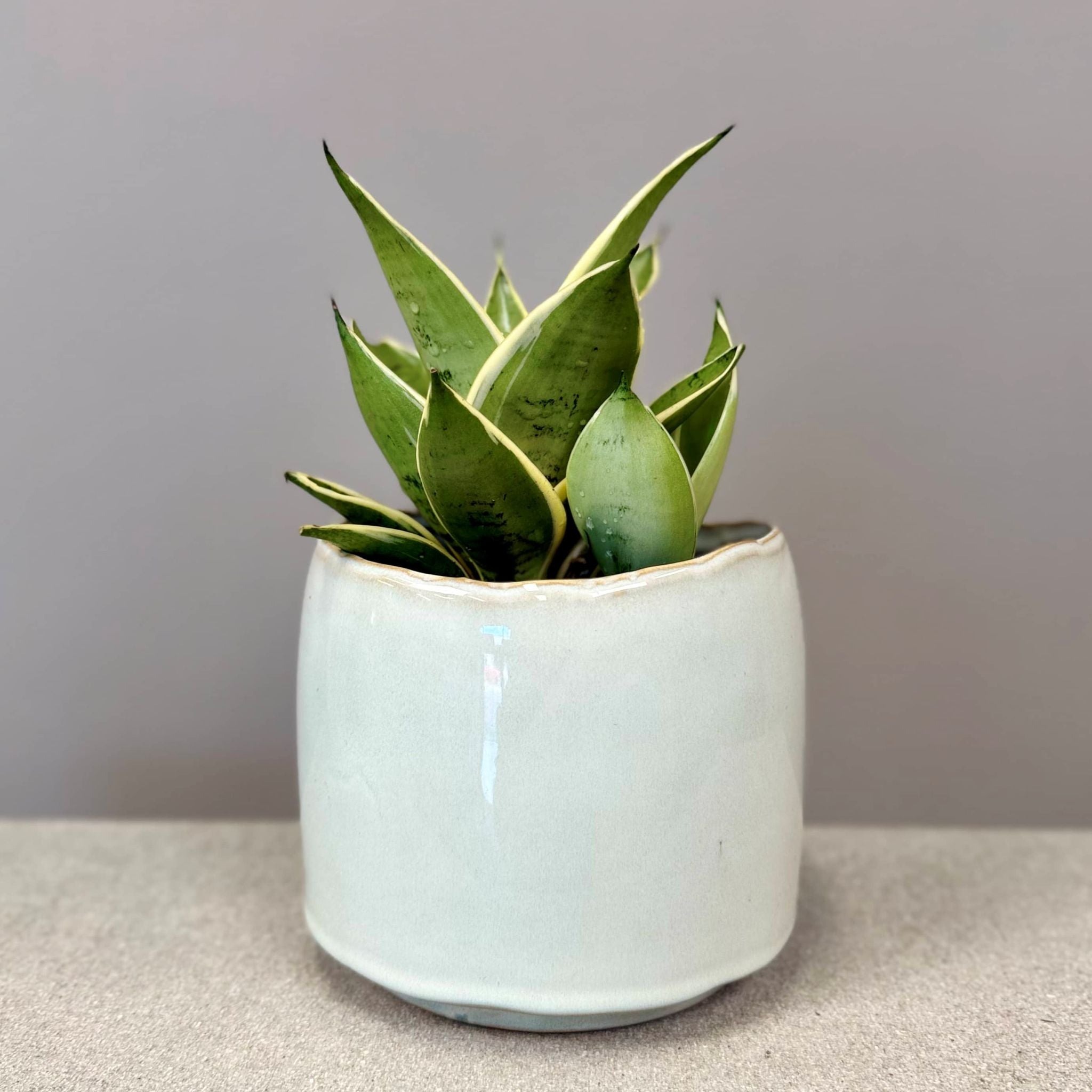Sansevieria in Glazed Pot