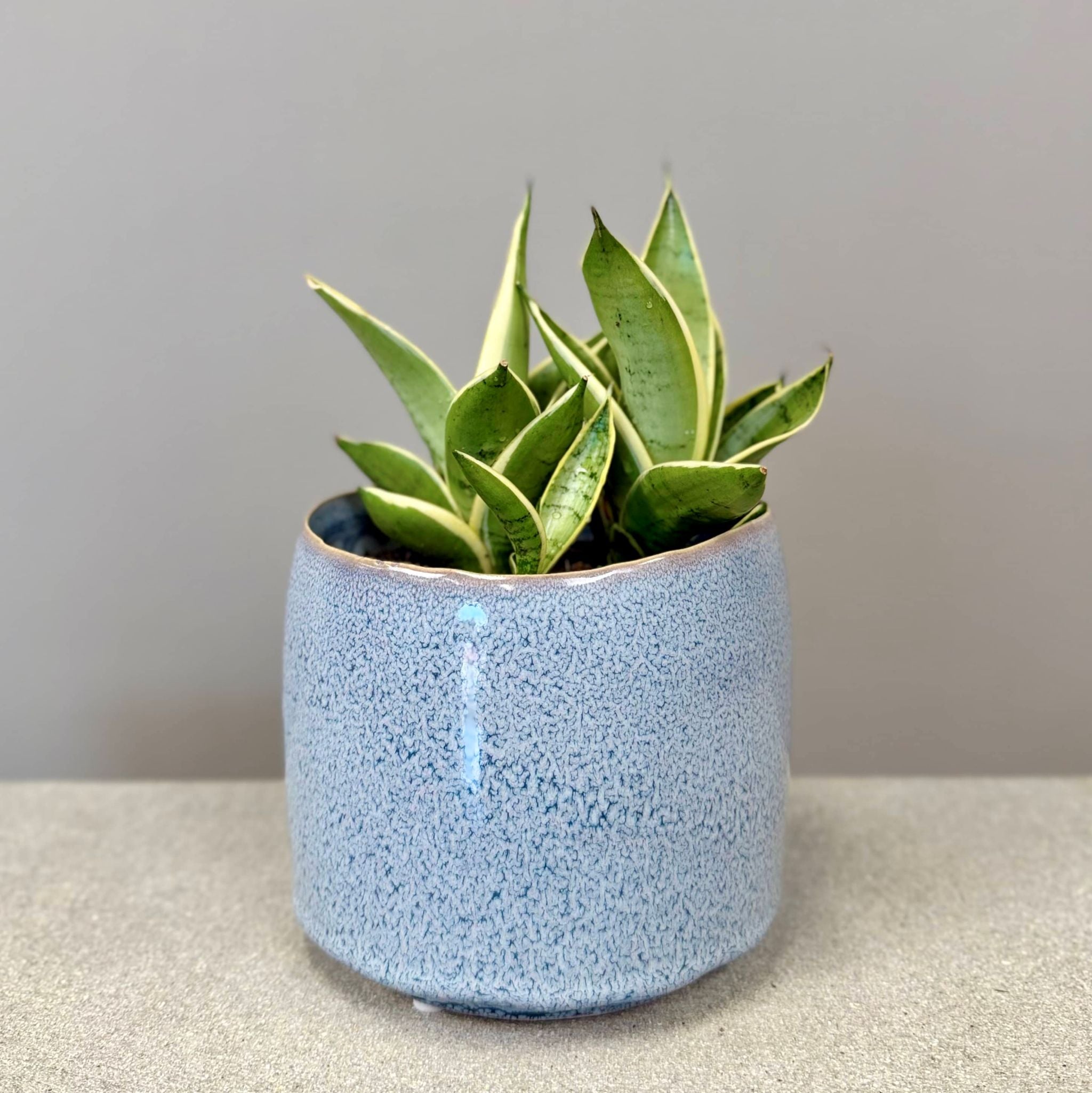 Sansevieria in Glazed Pot