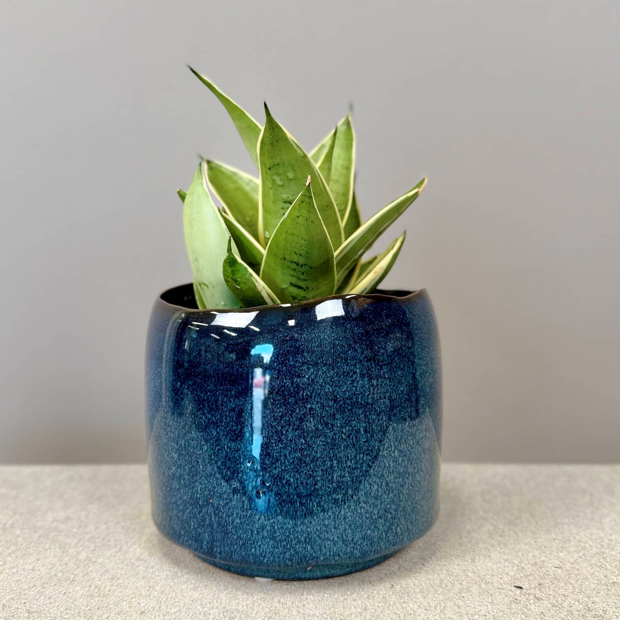 Sansevieria in Glazed Pot