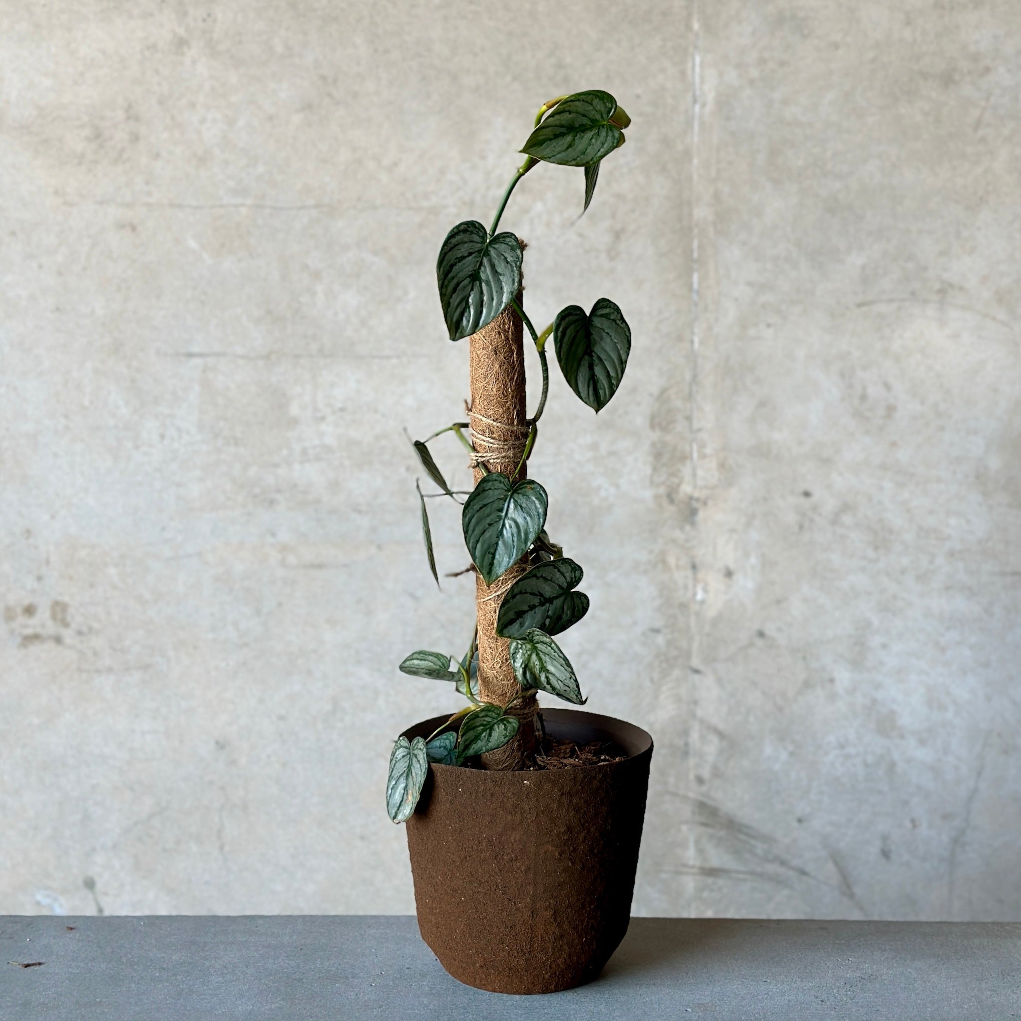 Silver Leaf Philodendron and Palermo Pot
