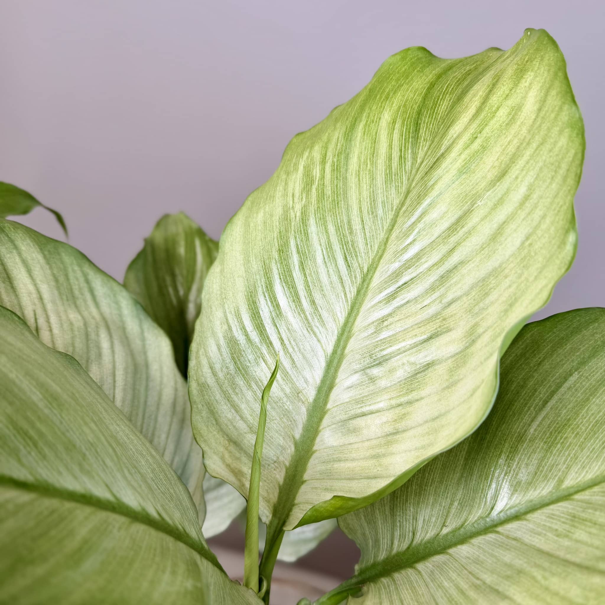 Peace Lily in Danvers Pot