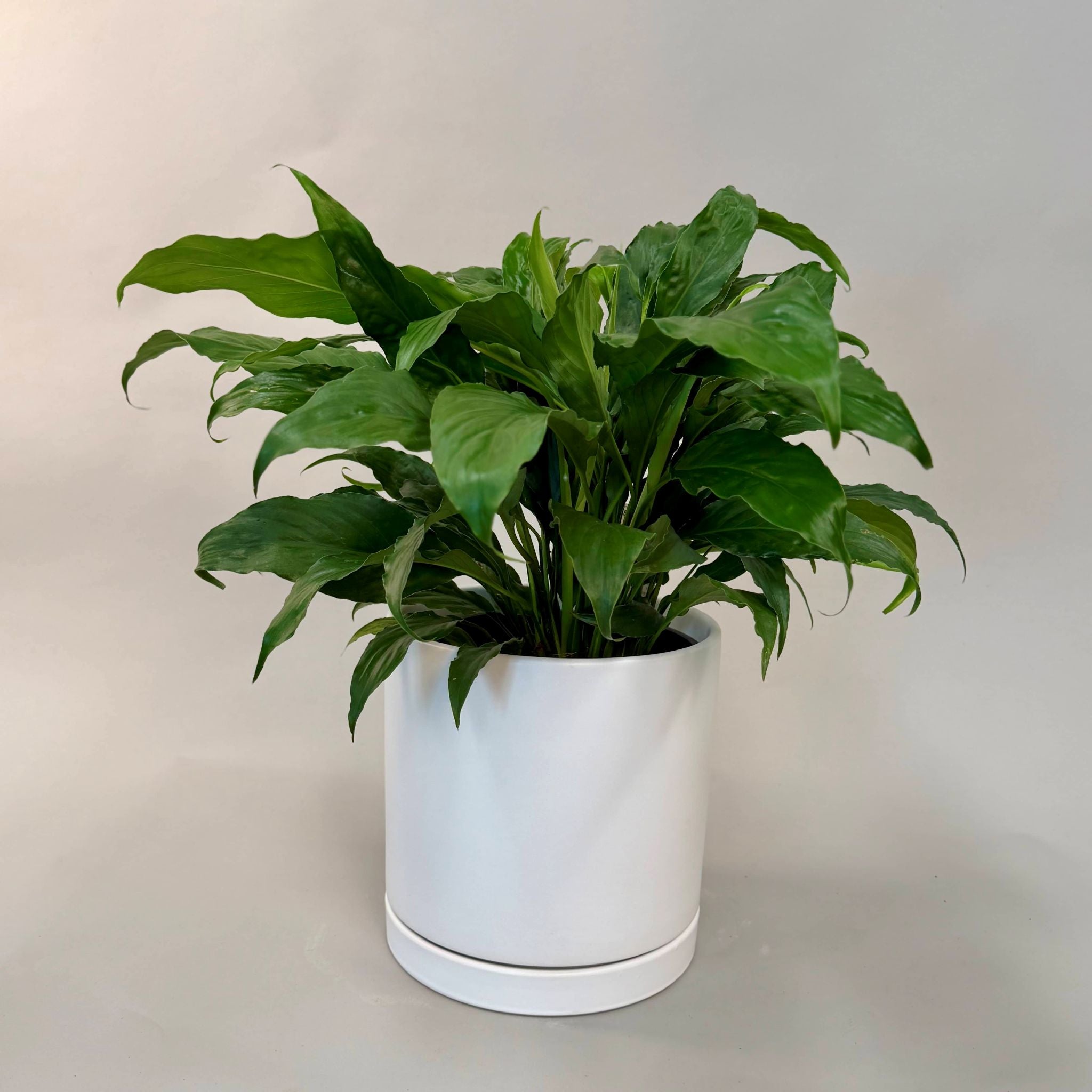 Peace Lily 'Petite' & Loreto Pot