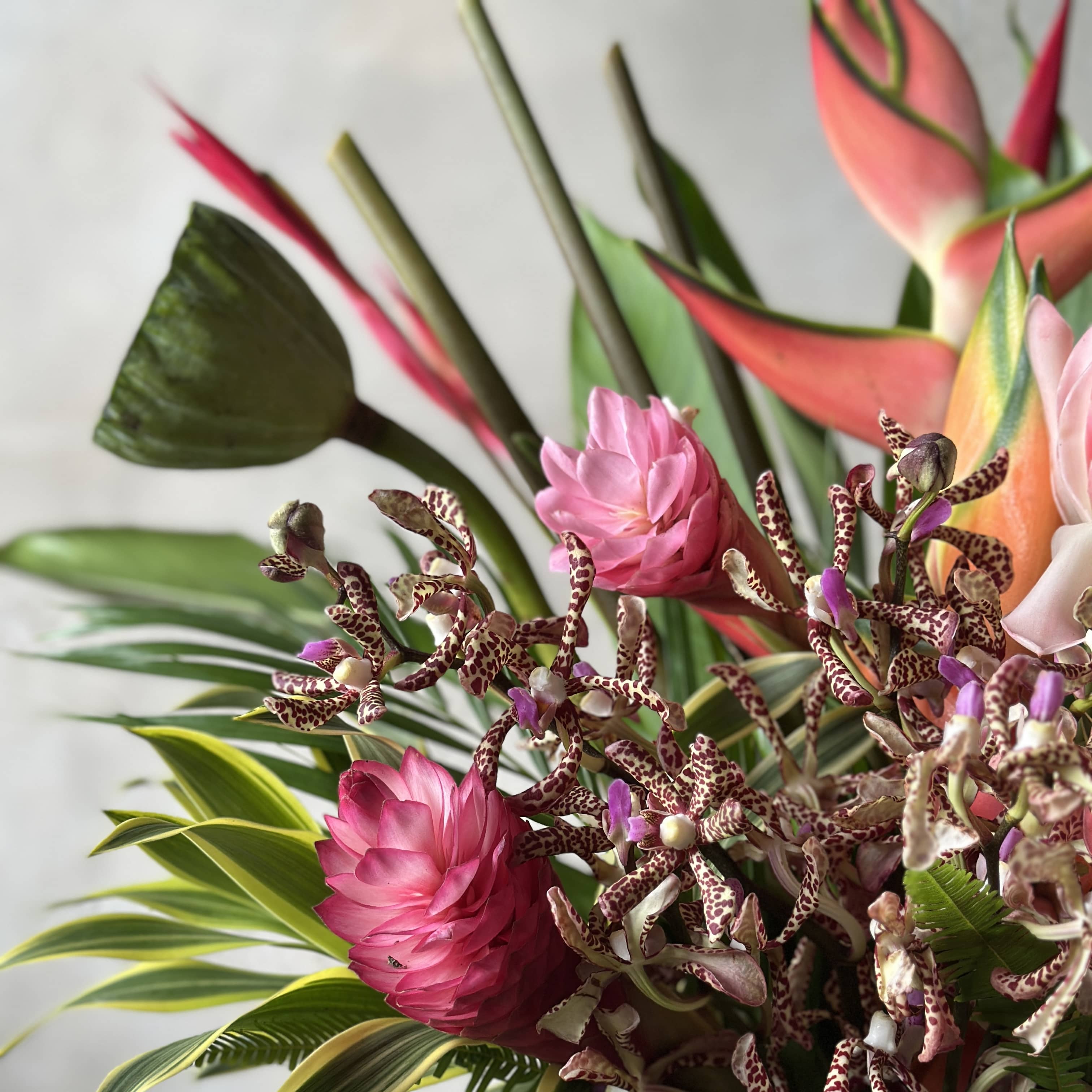 Darwin tropical flowers