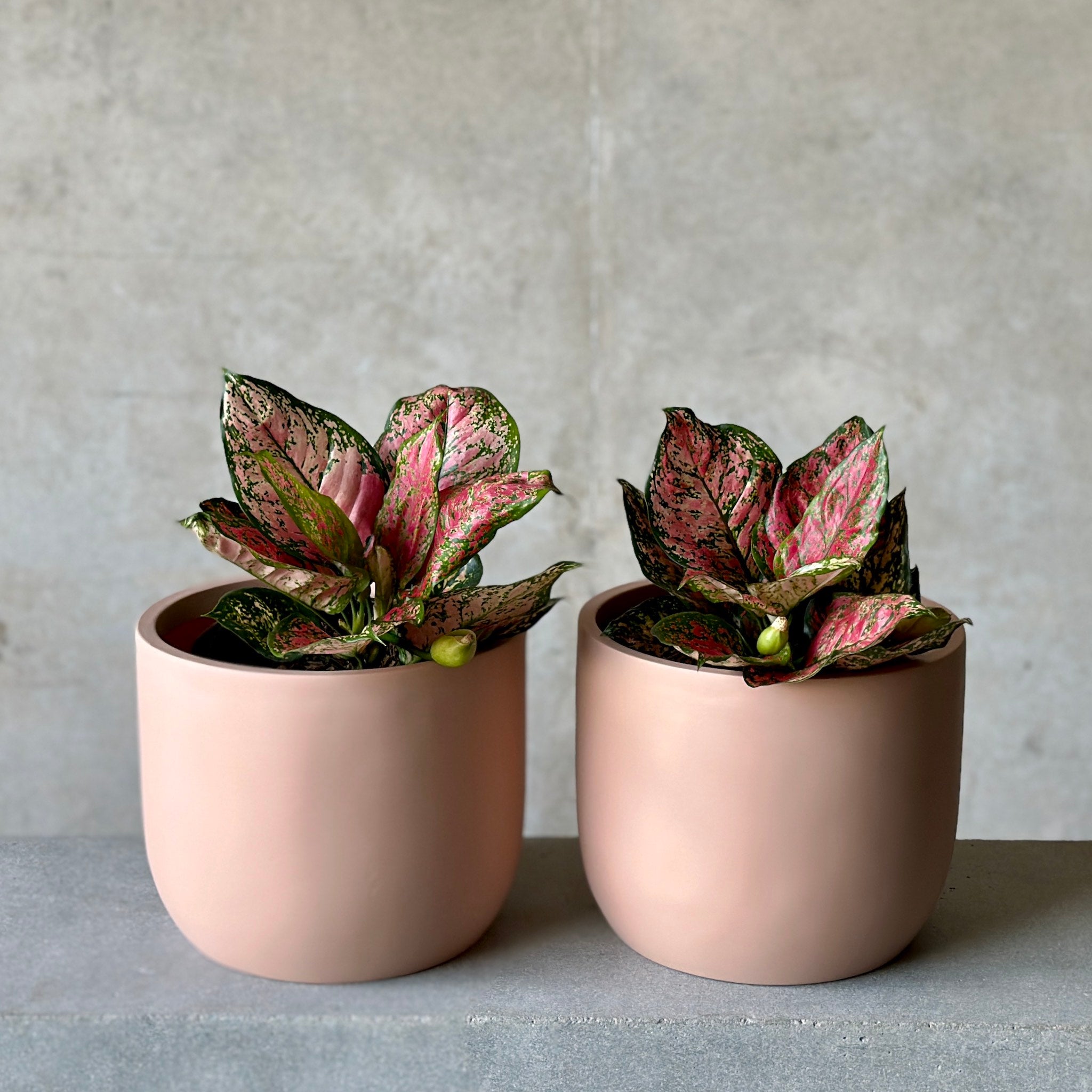 pair of Large aggie plant in pink pot cover