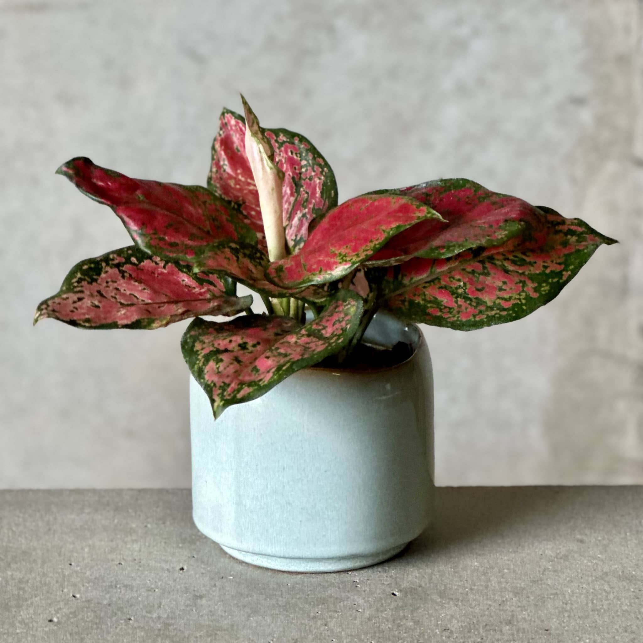 Sky Pot Plant + Candle