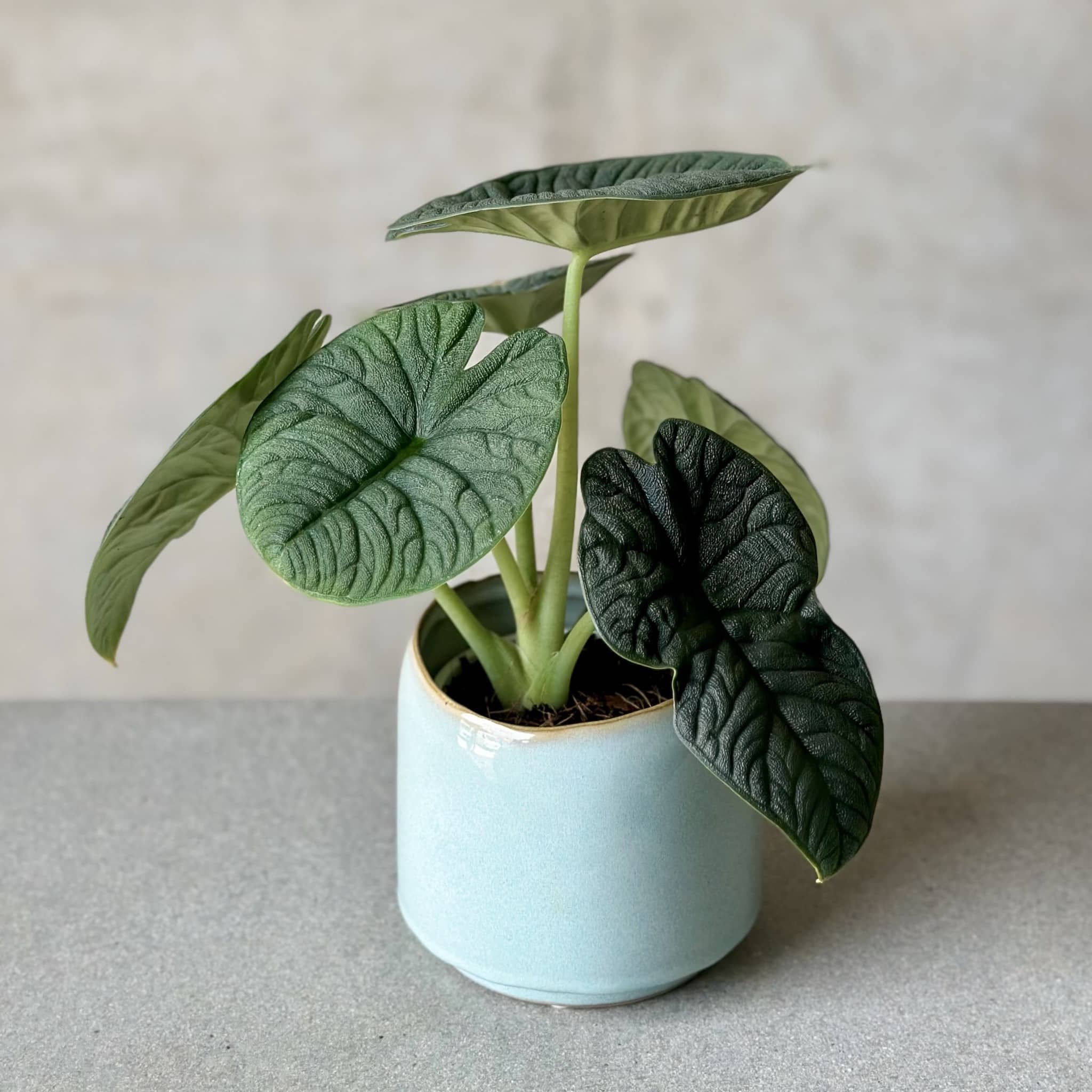 alocasia houseplant in glazed pot