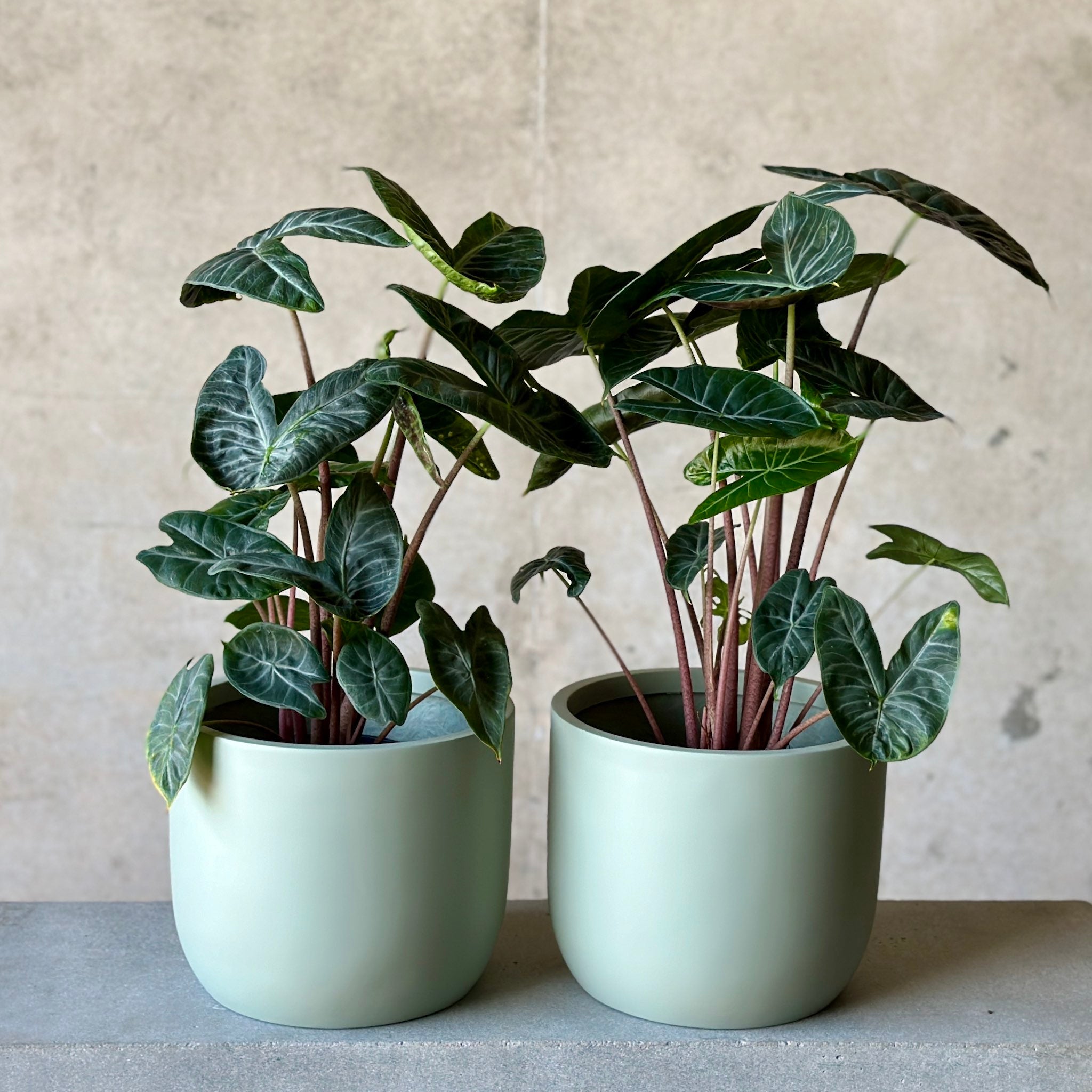 pair of Tall alocasia in green pot