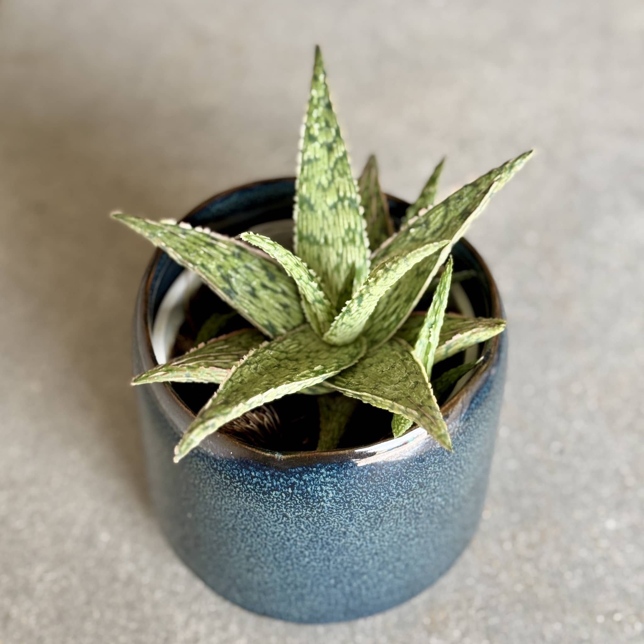 Aloe pot plant in a dark blue glazed pot.