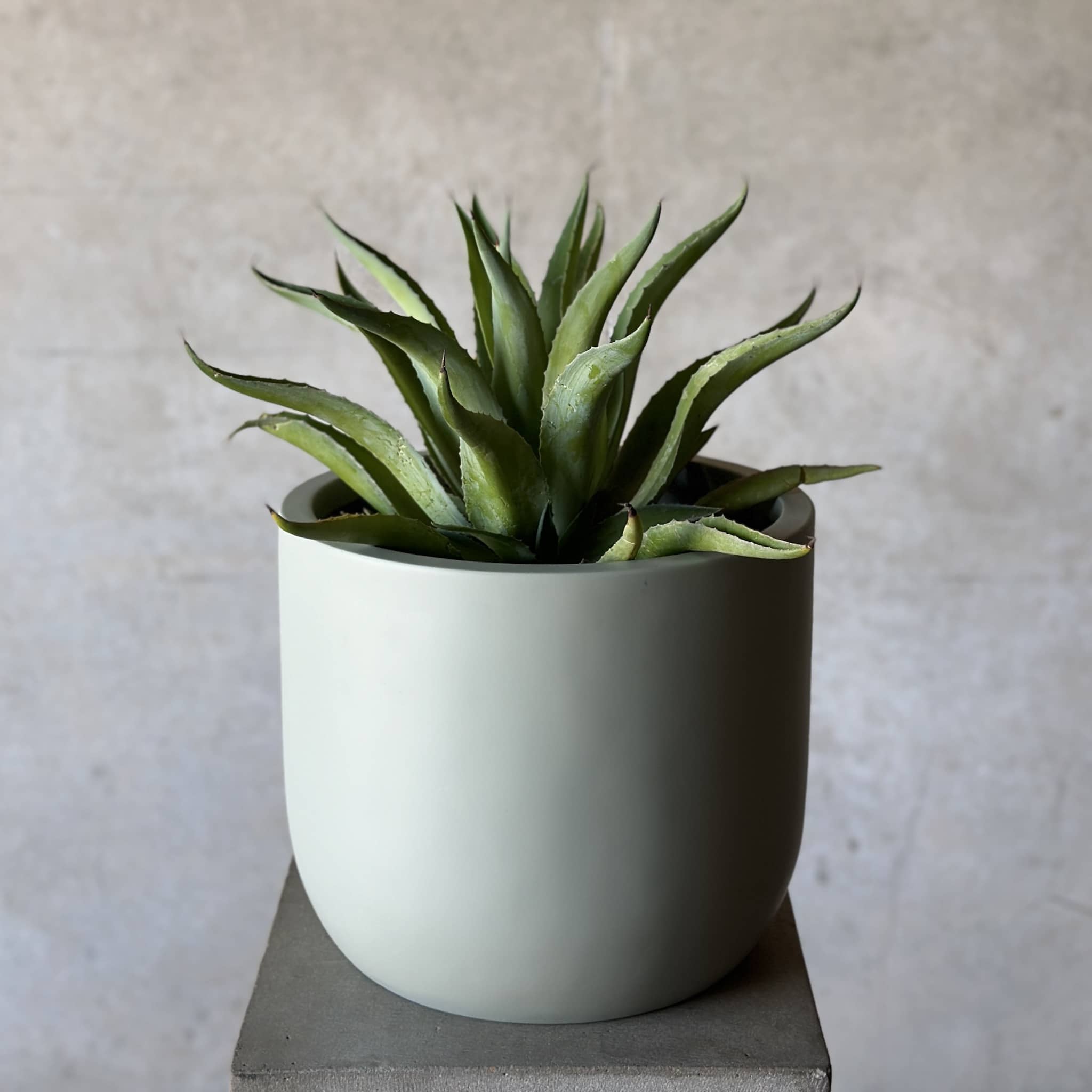 Large Succulent Pot Plant