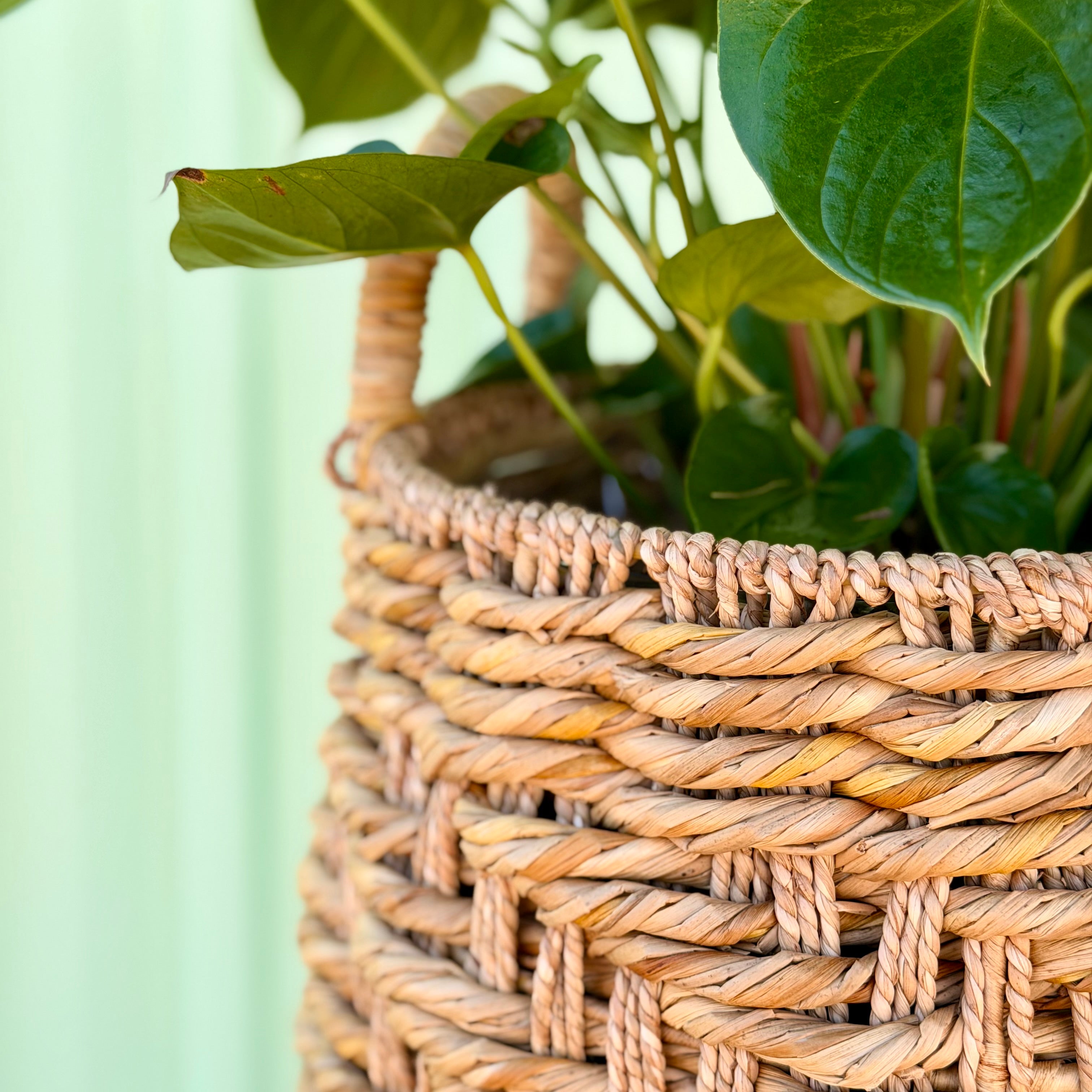 Anthurium in Seagrass Planter