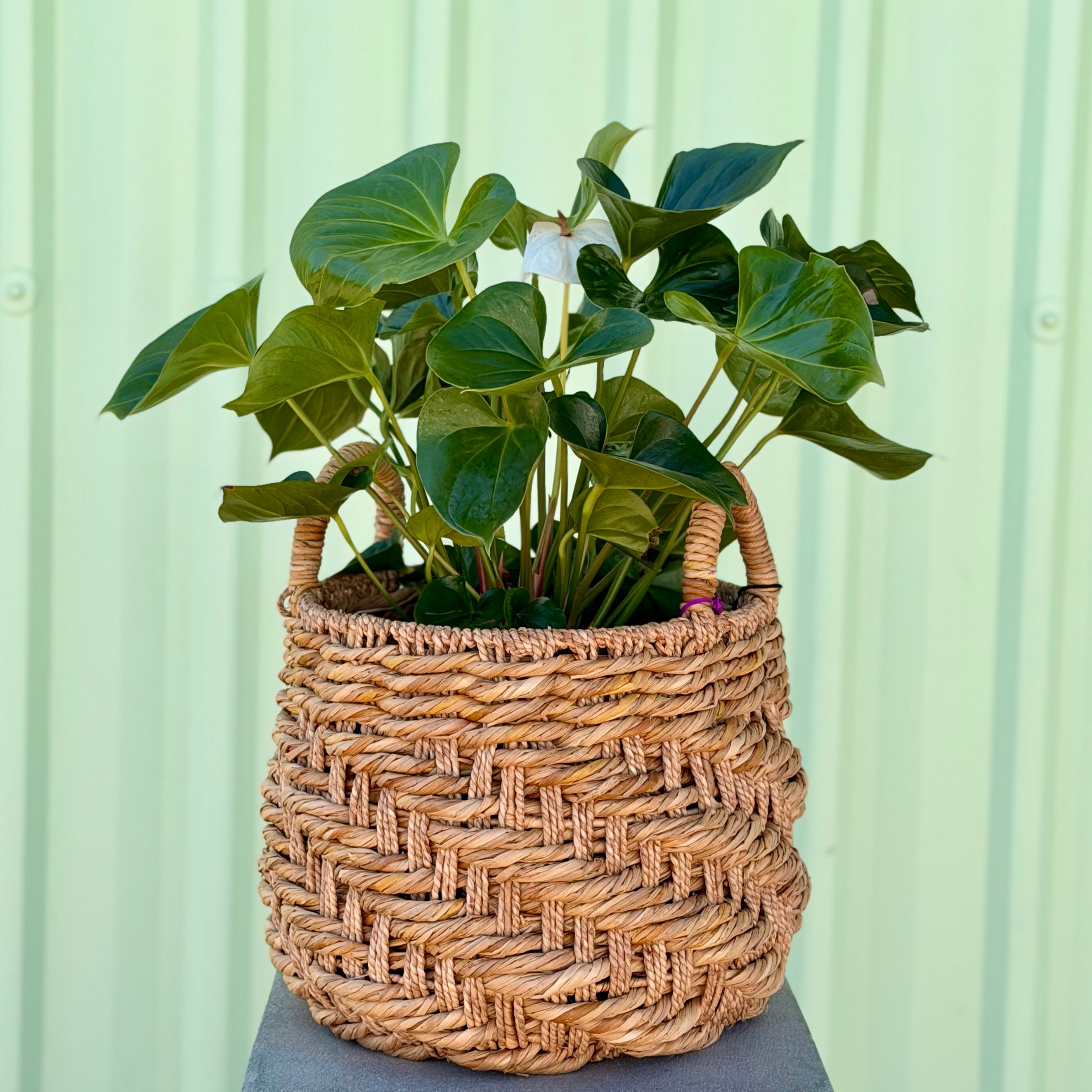 Anthurium in Seagrass Planter