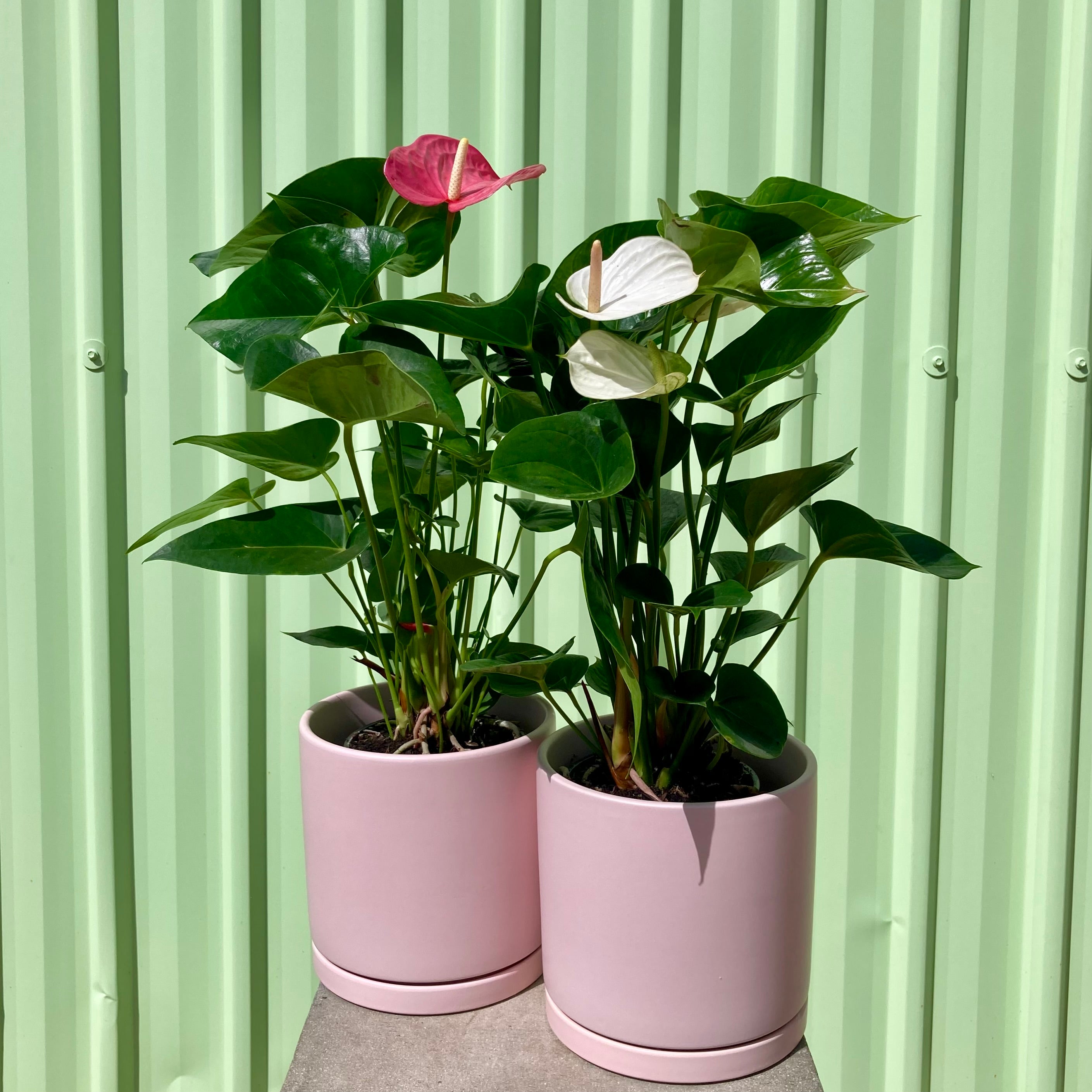 Anthurium Pot Plant