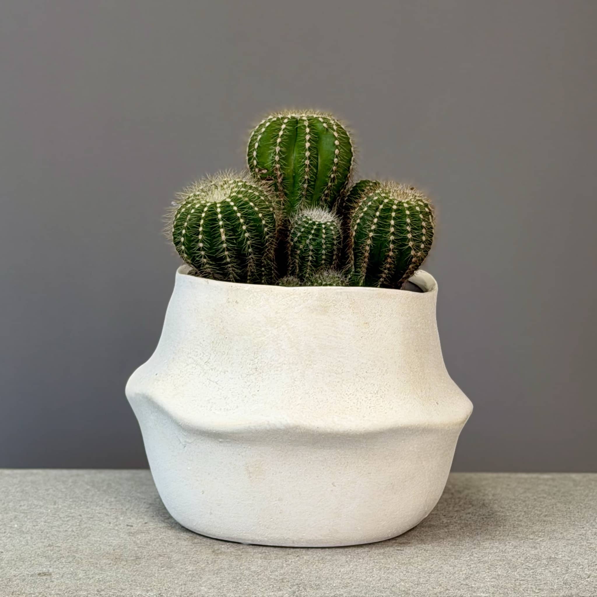 Succulent in Cream Planter