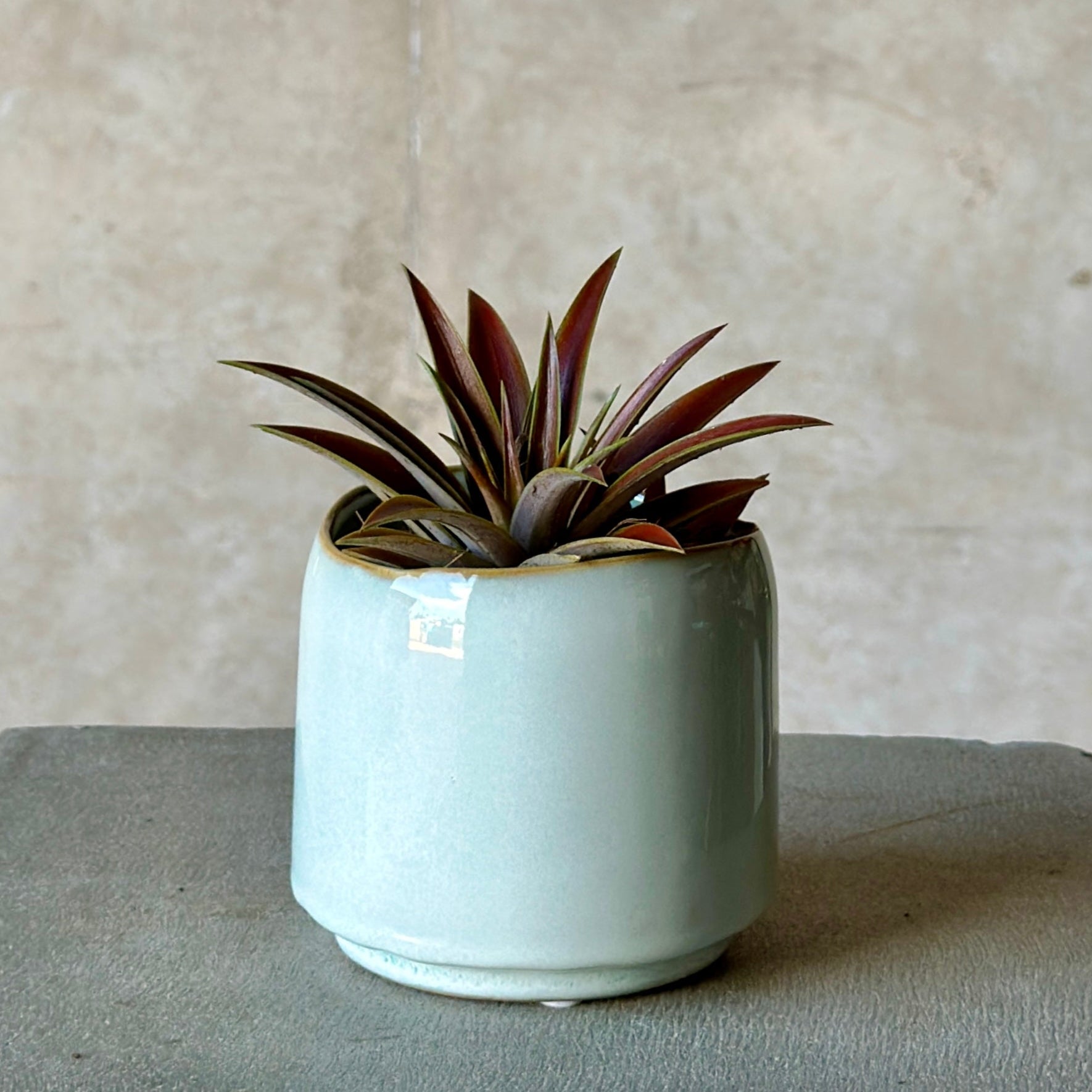 burgundy ornamental pineapple in light blue glazed pot