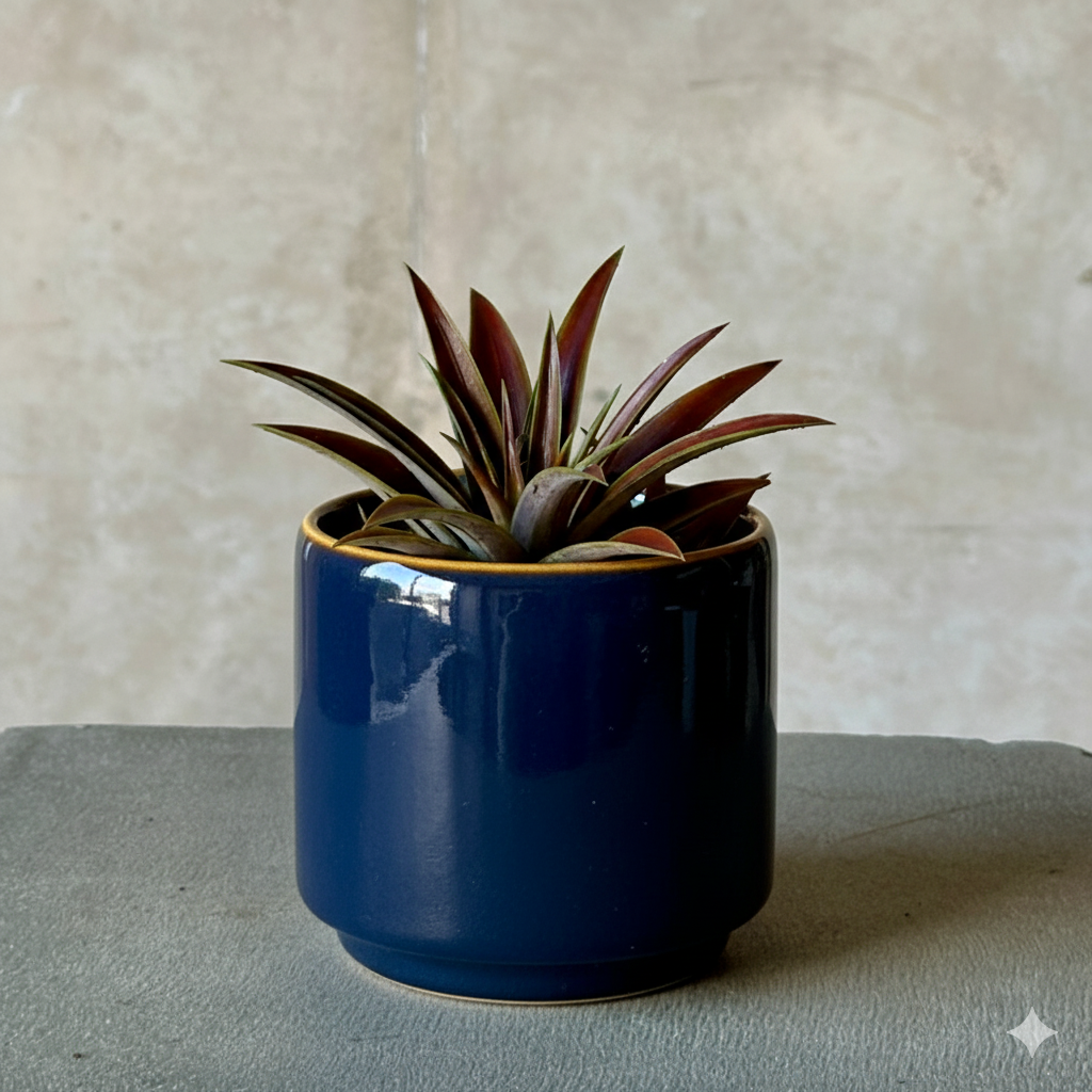 Navy Pot Plant + Chocs