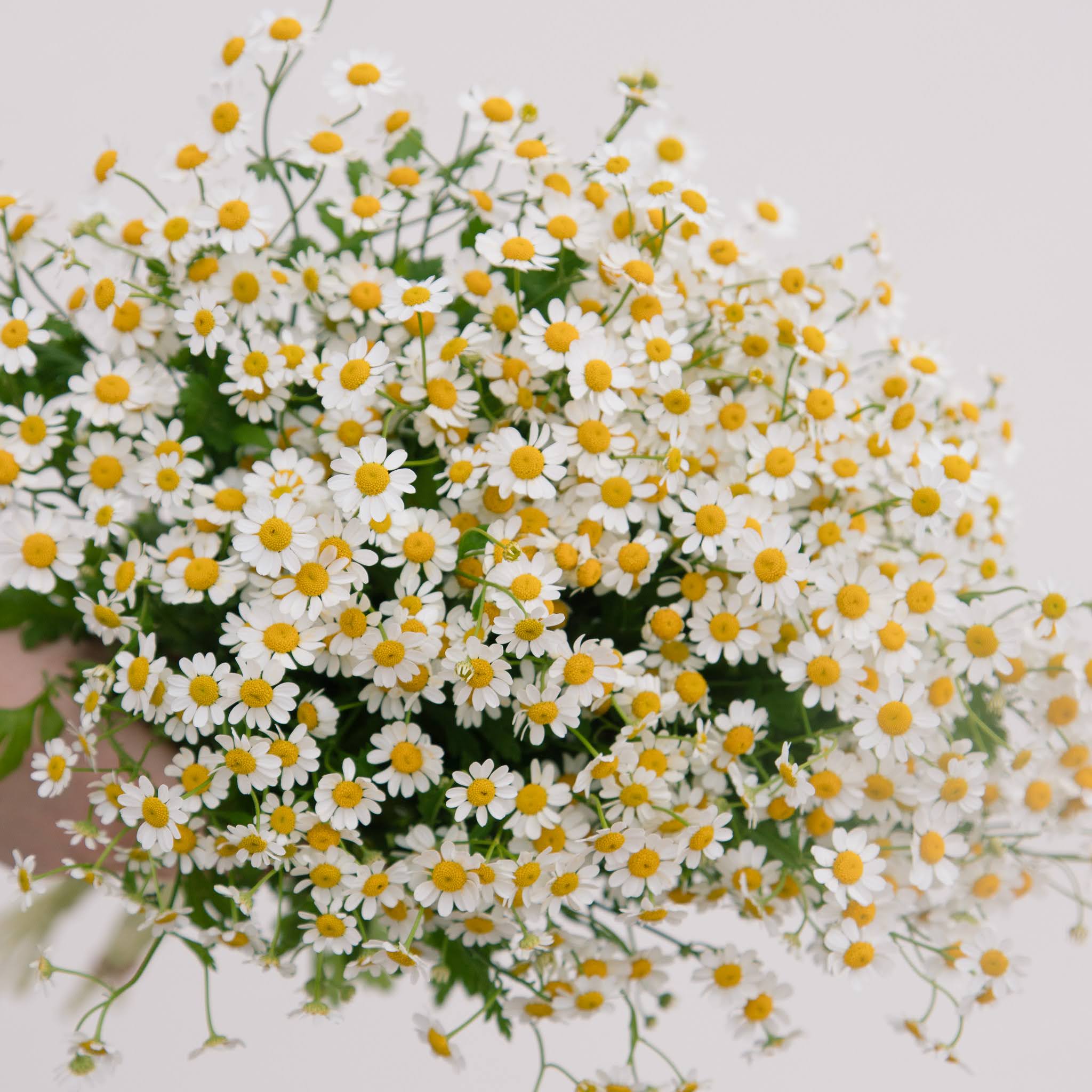 Flower Subscription Friday