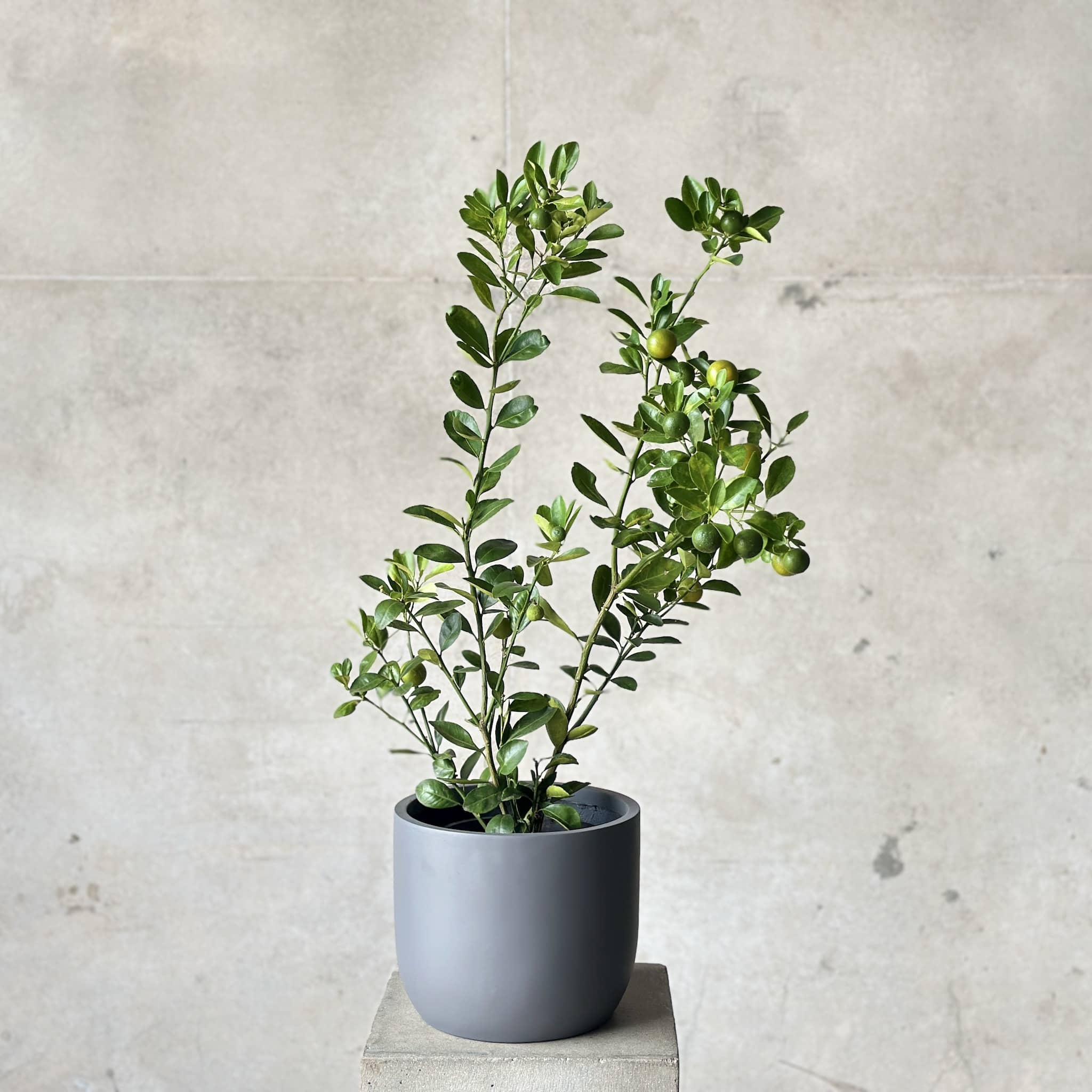 Fruiting citrus plant in grey fibreglass planter - Beija Flor Darwin